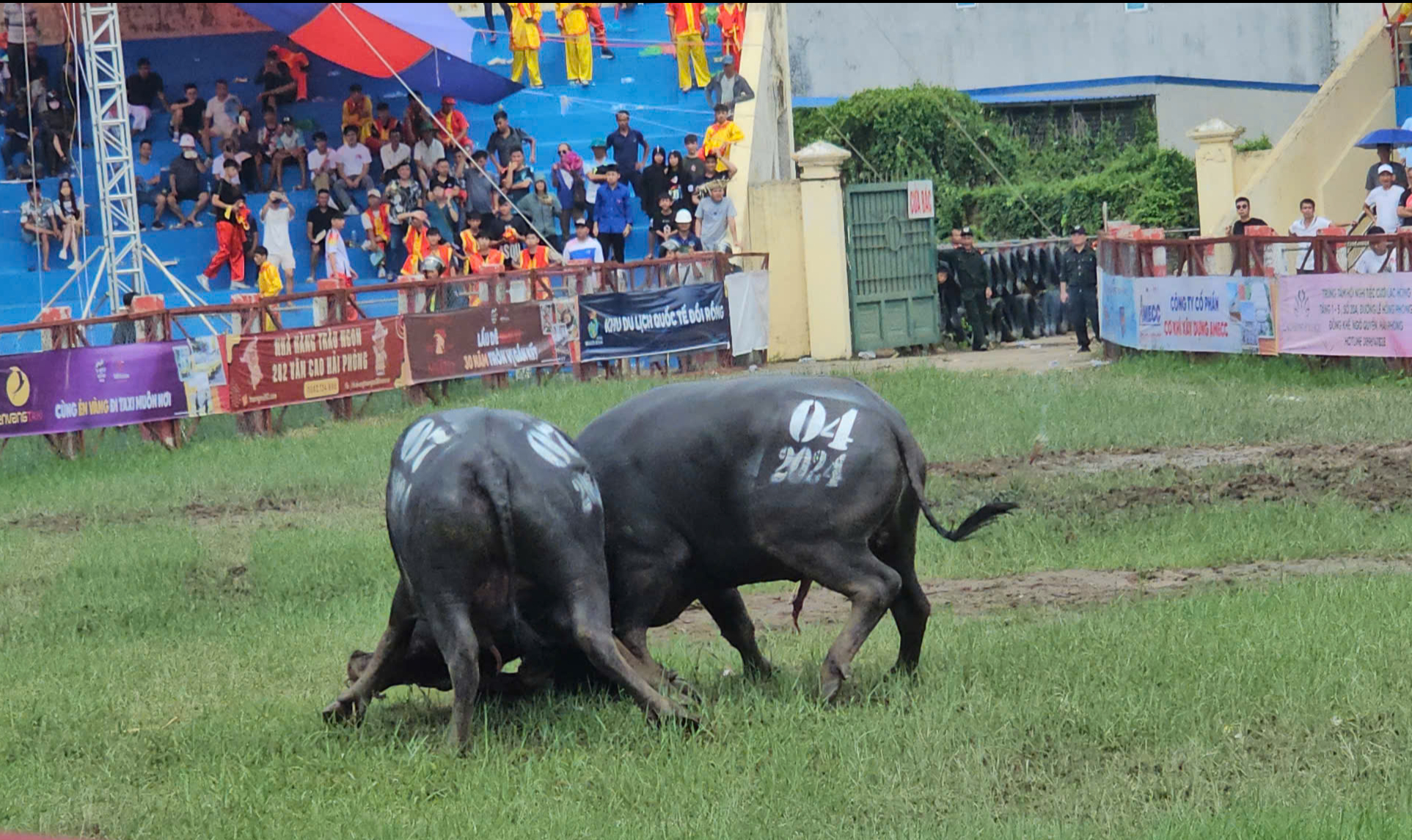 Chọi tr&acirc;u Đồ Sơn 2024: Những điều chưa biết về "&ocirc;ng" tr&acirc;u v&ocirc; địch- Ảnh 1.