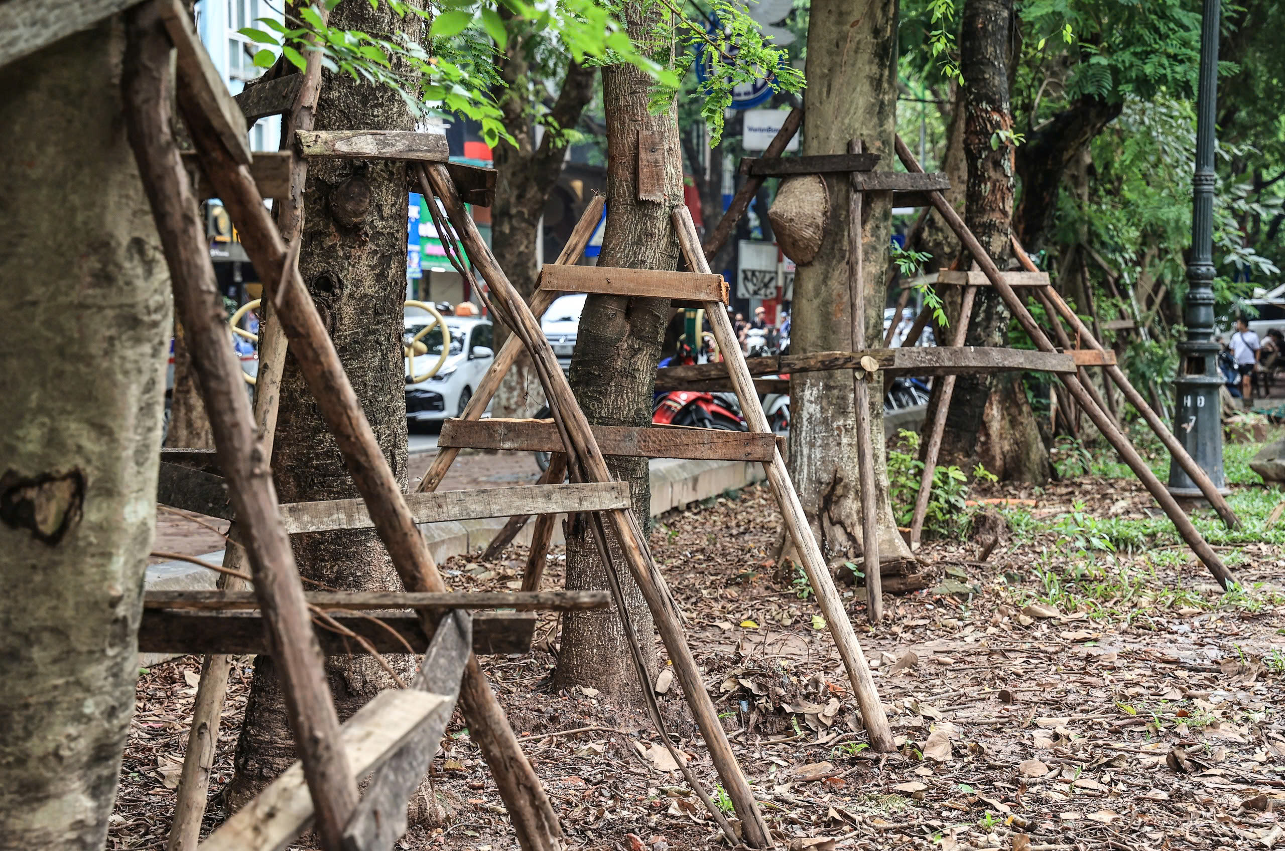 H&agrave; Nội t&aacute;i thiết kh&ocirc;ng gian xanh, nỗ lực "hồi sinh" gần 4.000 c&acirc;y đổ sau b&atilde;o- Ảnh 8.