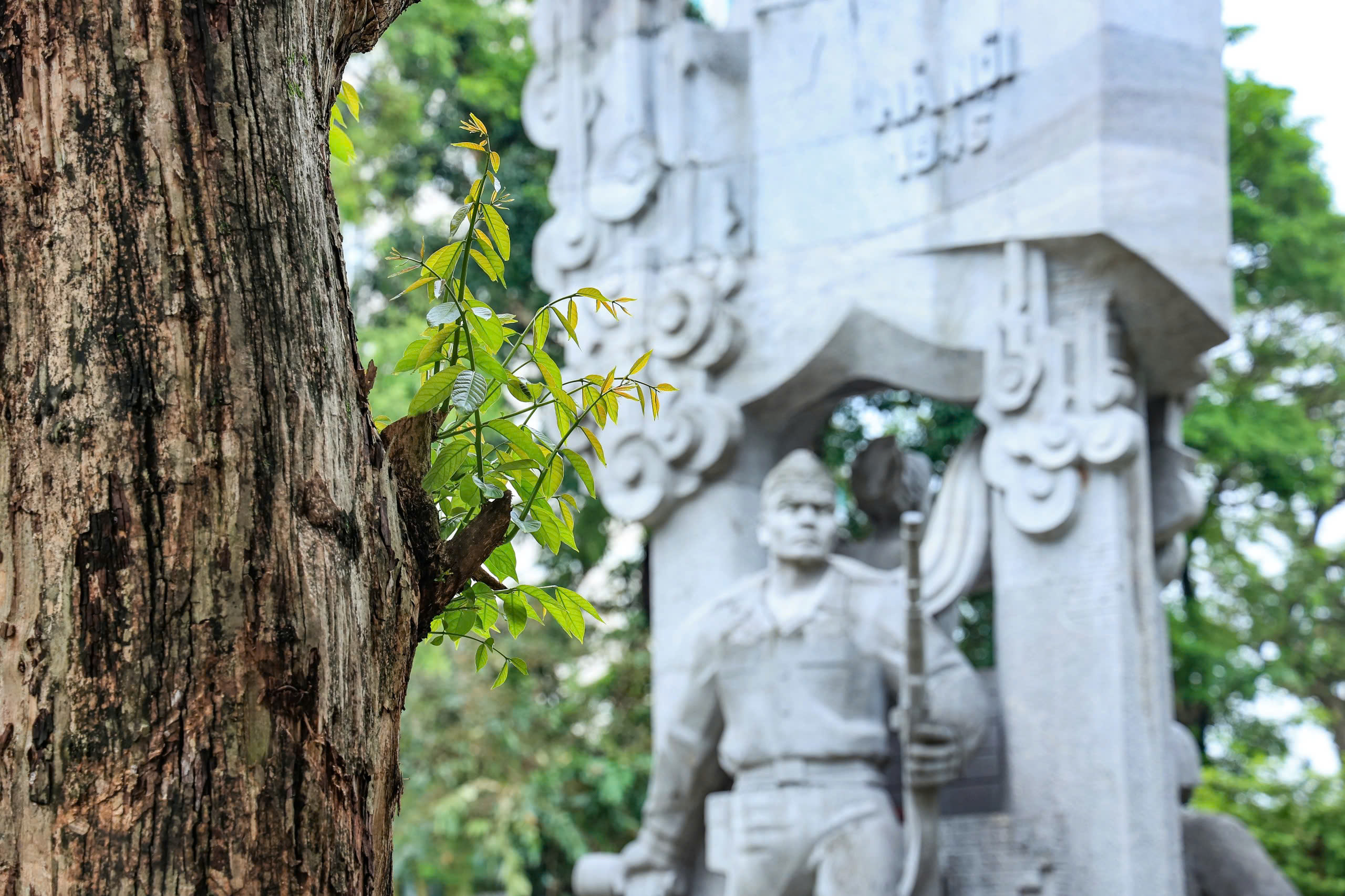 H&agrave; Nội t&aacute;i thiết kh&ocirc;ng gian xanh, nỗ lực "hồi sinh" gần 4.000 c&acirc;y đổ sau b&atilde;o- Ảnh 11.