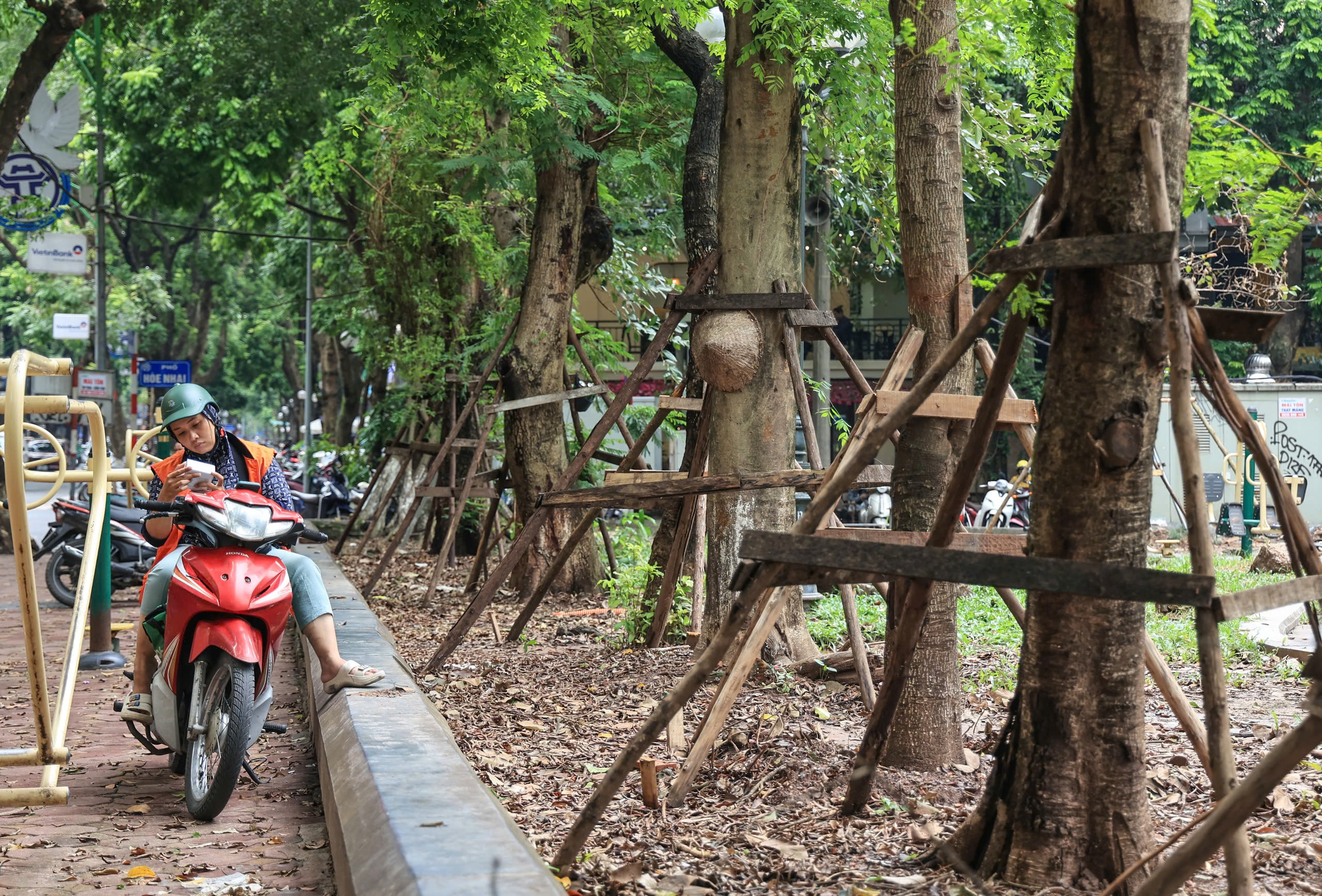 H&agrave; Nội t&aacute;i thiết kh&ocirc;ng gian xanh, nỗ lực "hồi sinh" gần 4.000 c&acirc;y đổ sau b&atilde;o- Ảnh 9.