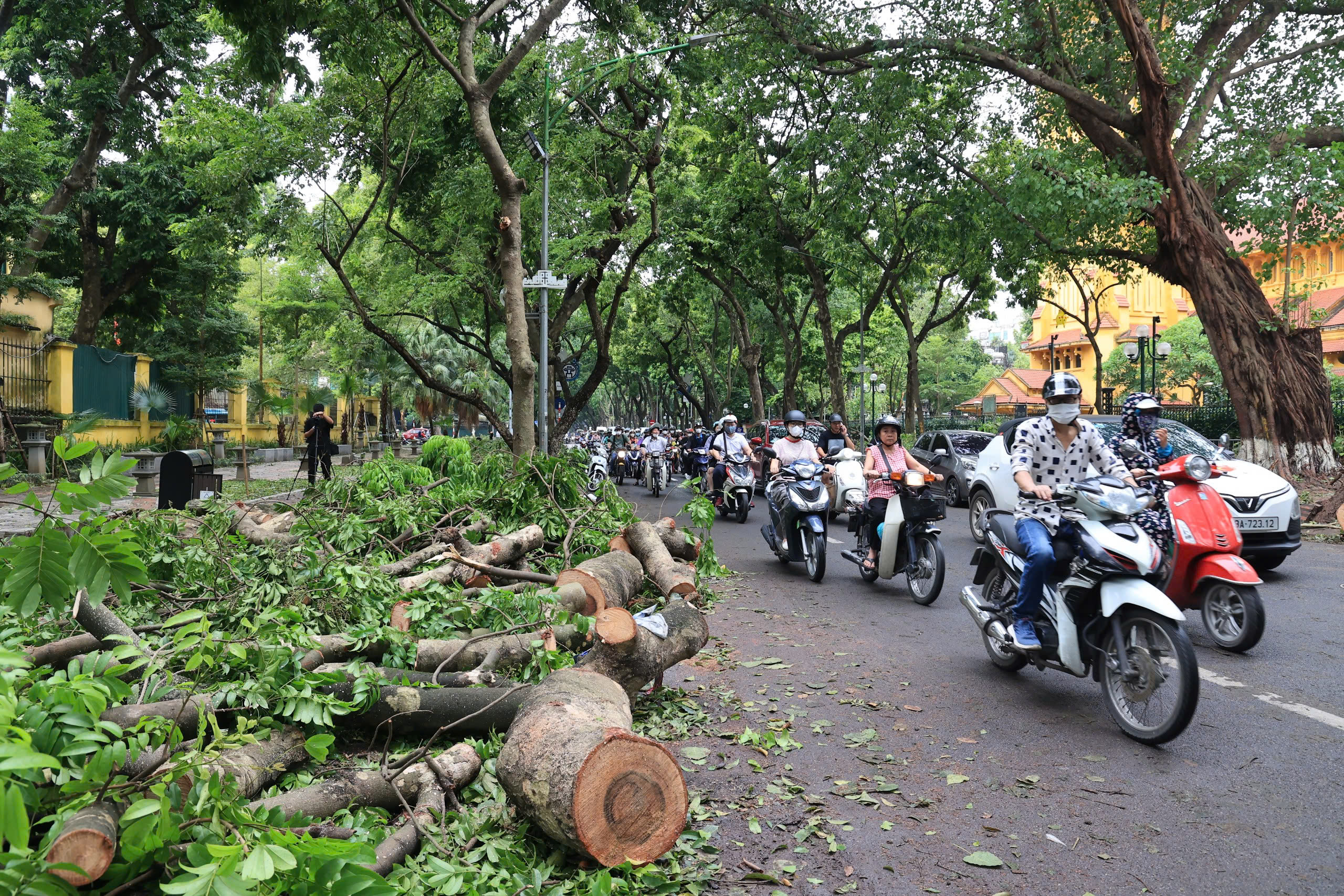 H&agrave; Nội t&aacute;i thiết kh&ocirc;ng gian xanh, nỗ lực "hồi sinh" gần 4.000 c&acirc;y đổ sau b&atilde;o- Ảnh 6.