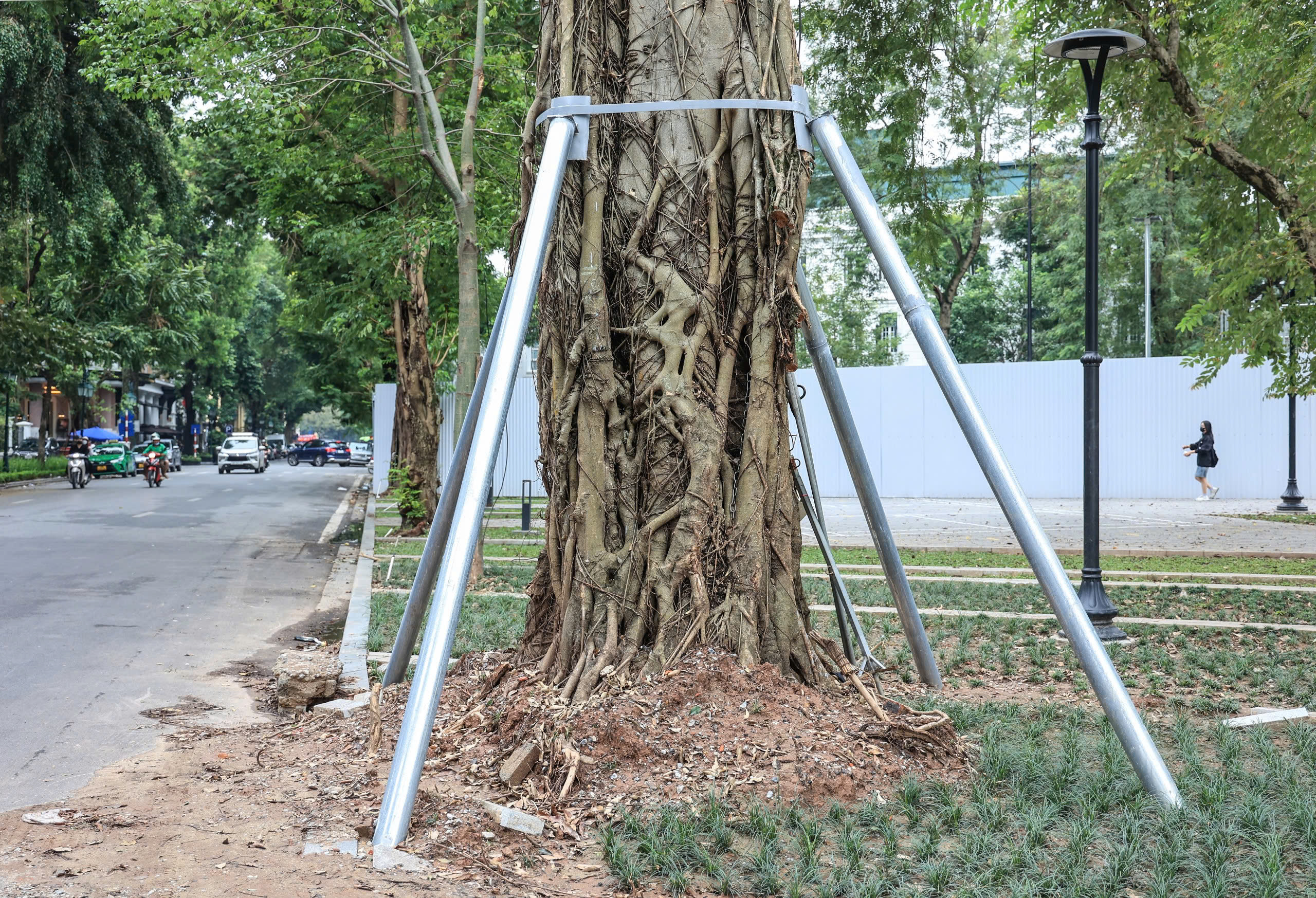 H&agrave; Nội t&aacute;i thiết kh&ocirc;ng gian xanh, nỗ lực "hồi sinh" gần 4.000 c&acirc;y đổ sau b&atilde;o- Ảnh 13.