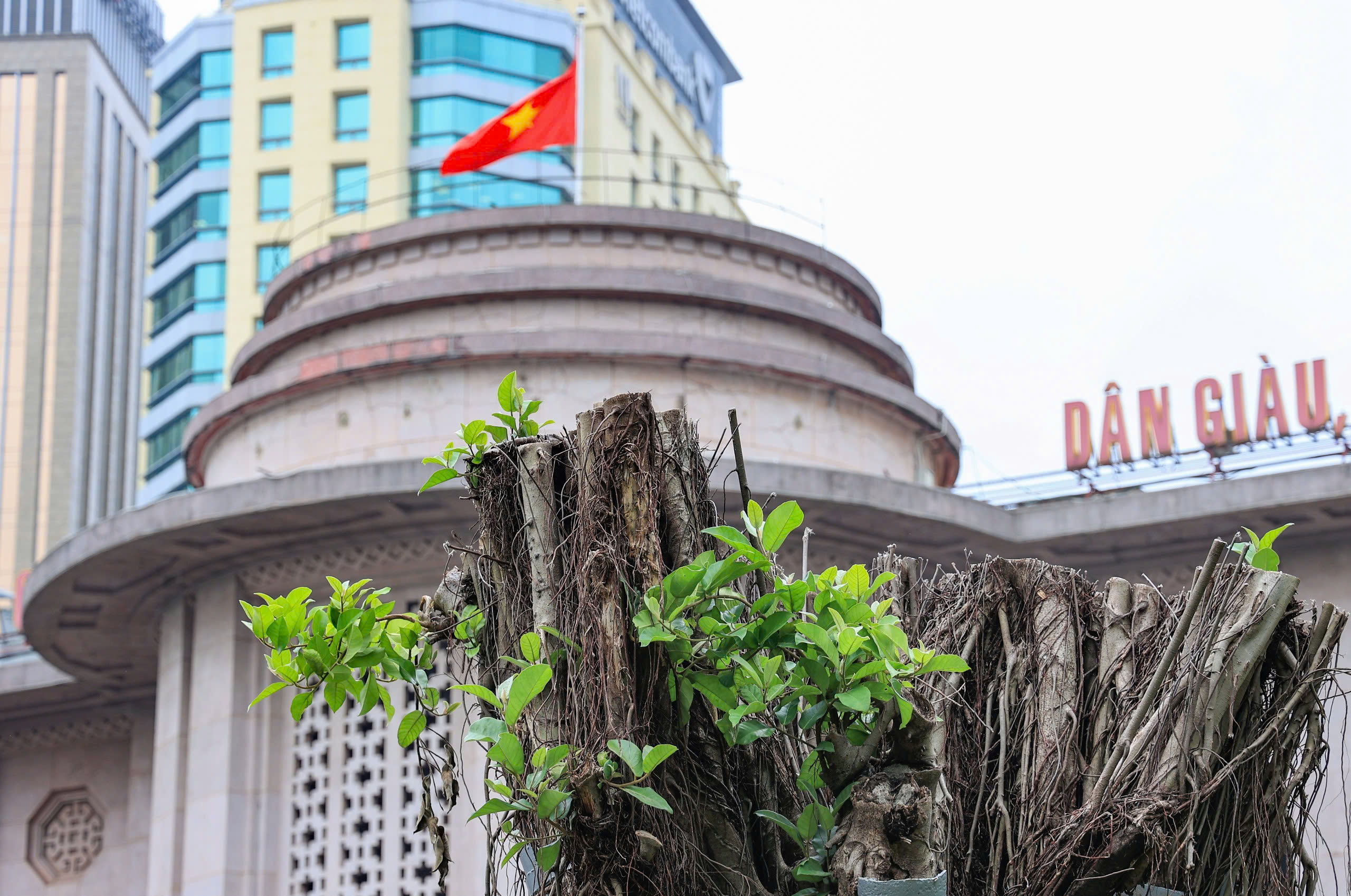 H&agrave; Nội t&aacute;i thiết kh&ocirc;ng gian xanh, nỗ lực "hồi sinh" gần 4.000 c&acirc;y đổ sau b&atilde;o- Ảnh 15.