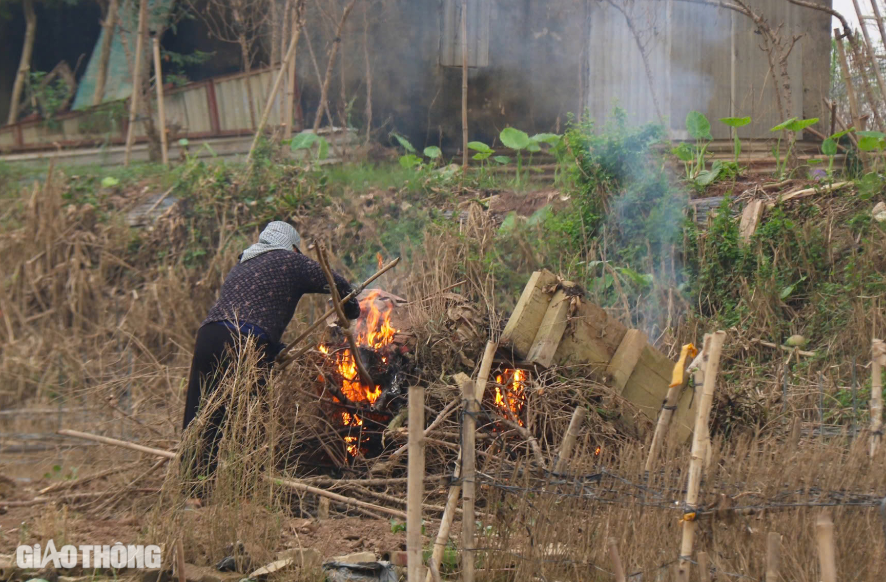 Mưa lũ hậu b&atilde;o Yagi khiến H&agrave; Nội mất m&ugrave;a c&uacute;c họa mi, người trồng hoa tay trắng- Ảnh 6.