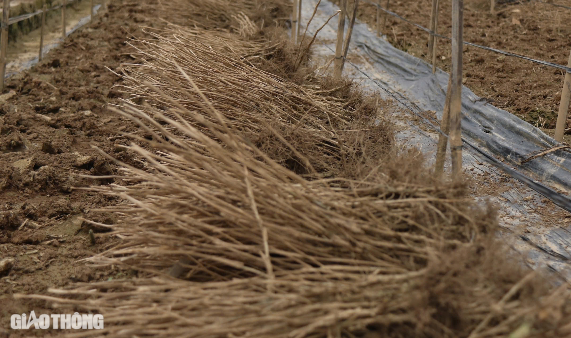 Mưa lũ hậu b&atilde;o Yagi khiến H&agrave; Nội mất m&ugrave;a c&uacute;c họa mi, người trồng hoa tay trắng- Ảnh 2.