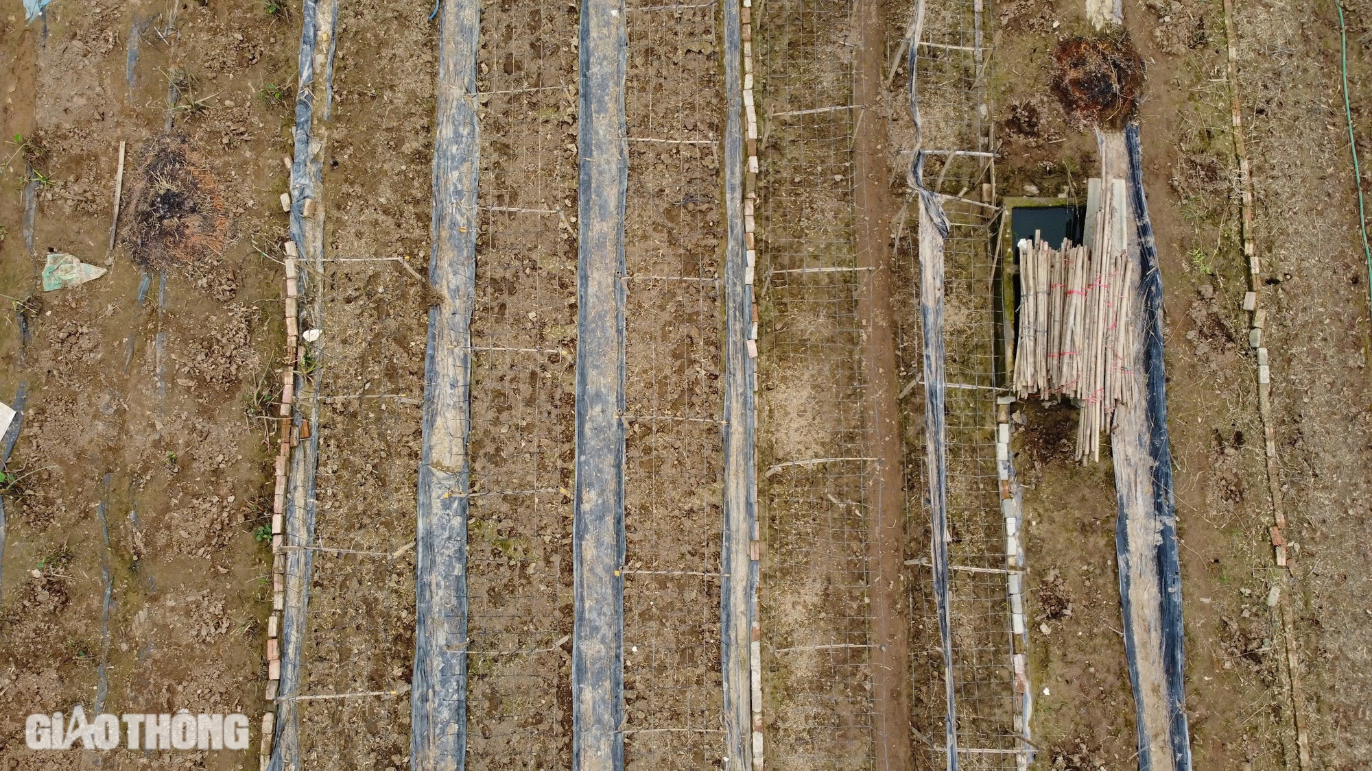 Mưa lũ hậu b&atilde;o Yagi khiến H&agrave; Nội mất m&ugrave;a c&uacute;c họa mi, người trồng hoa tay trắng- Ảnh 1.