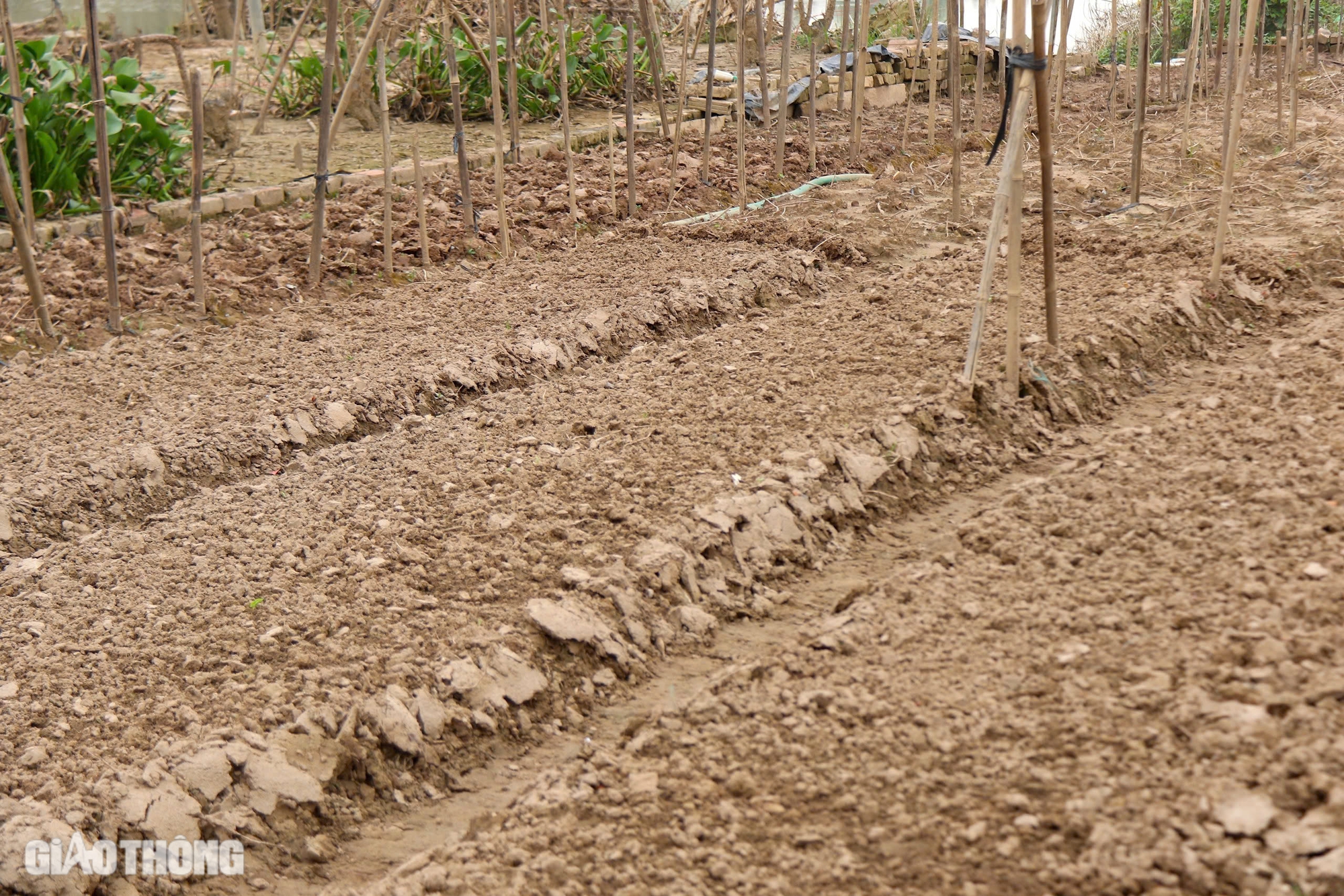 Mưa lũ hậu b&atilde;o Yagi khiến H&agrave; Nội mất m&ugrave;a c&uacute;c họa mi, người trồng hoa tay trắng- Ảnh 7.