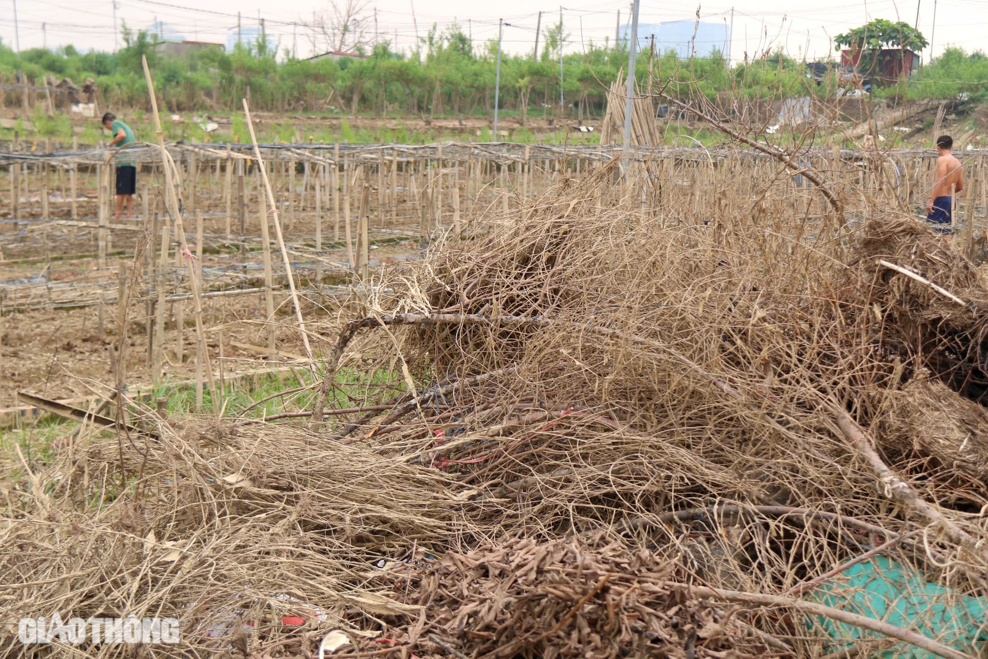 Mưa lũ hậu b&atilde;o Yagi khiến H&agrave; Nội mất m&ugrave;a c&uacute;c họa mi, người trồng hoa tay trắng- Ảnh 5.