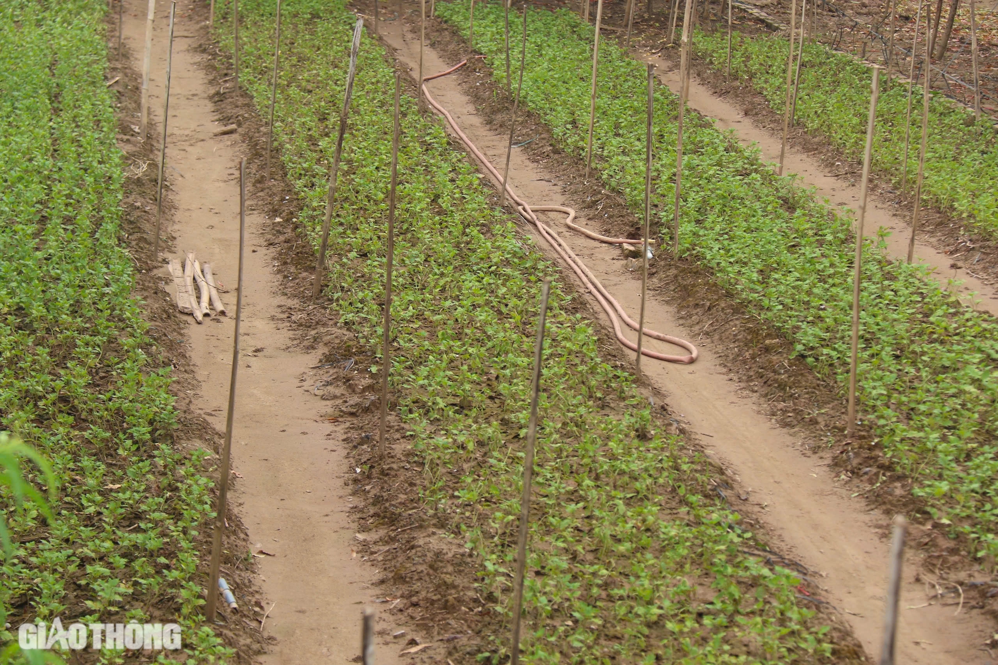 Mưa lũ hậu b&atilde;o Yagi khiến H&agrave; Nội mất m&ugrave;a c&uacute;c họa mi, người trồng hoa tay trắng- Ảnh 9.