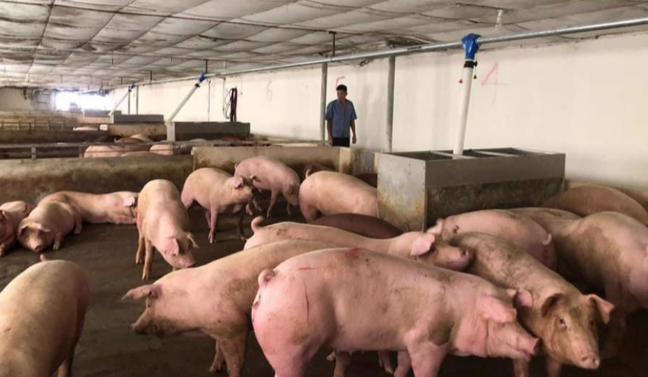 Gi&aacute; thịt lợn tăng, v&igrave; sao hộ chăn nu&ocirc;i vẫn d&egrave; dặt t&aacute;i đ&agrave;n?- Ảnh 1.