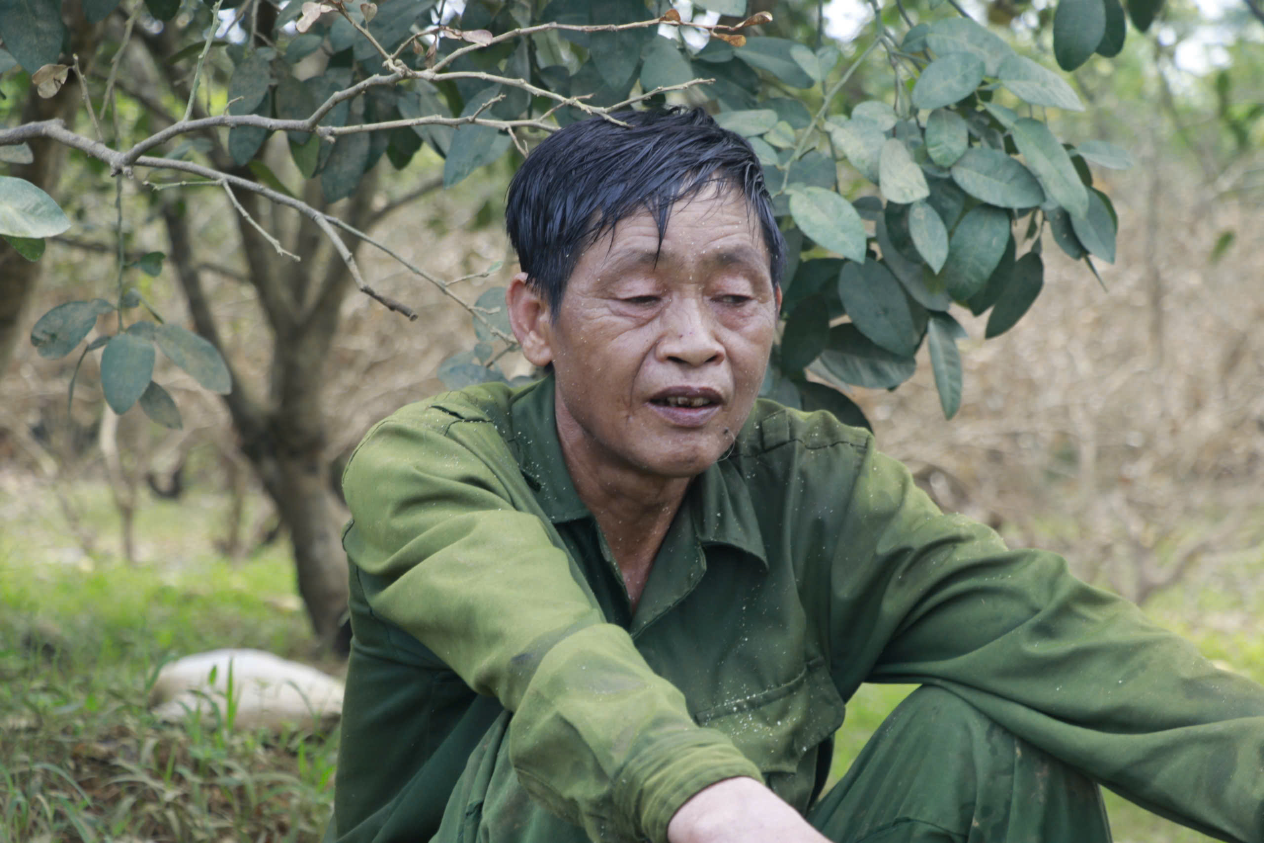 C&aacute;c chủ vườn "bưởi tiến vua" ở Y&ecirc;n B&aacute;i mất trắng h&agrave;ng trăm tỷ sau mưa lũ- Ảnh 1.