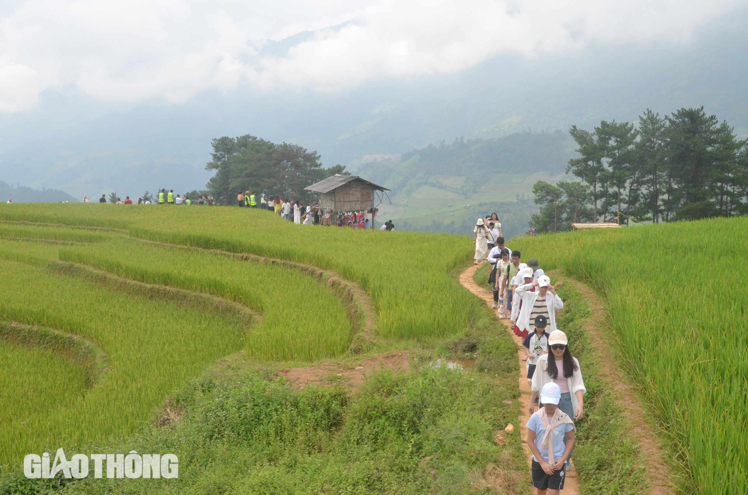 Du kh&aacute;ch m&ecirc; đắm vẻ đẹp ruộng bậc thang M&ugrave; Cang Chải m&ugrave;a l&uacute;a ch&iacute;n- Ảnh 8.