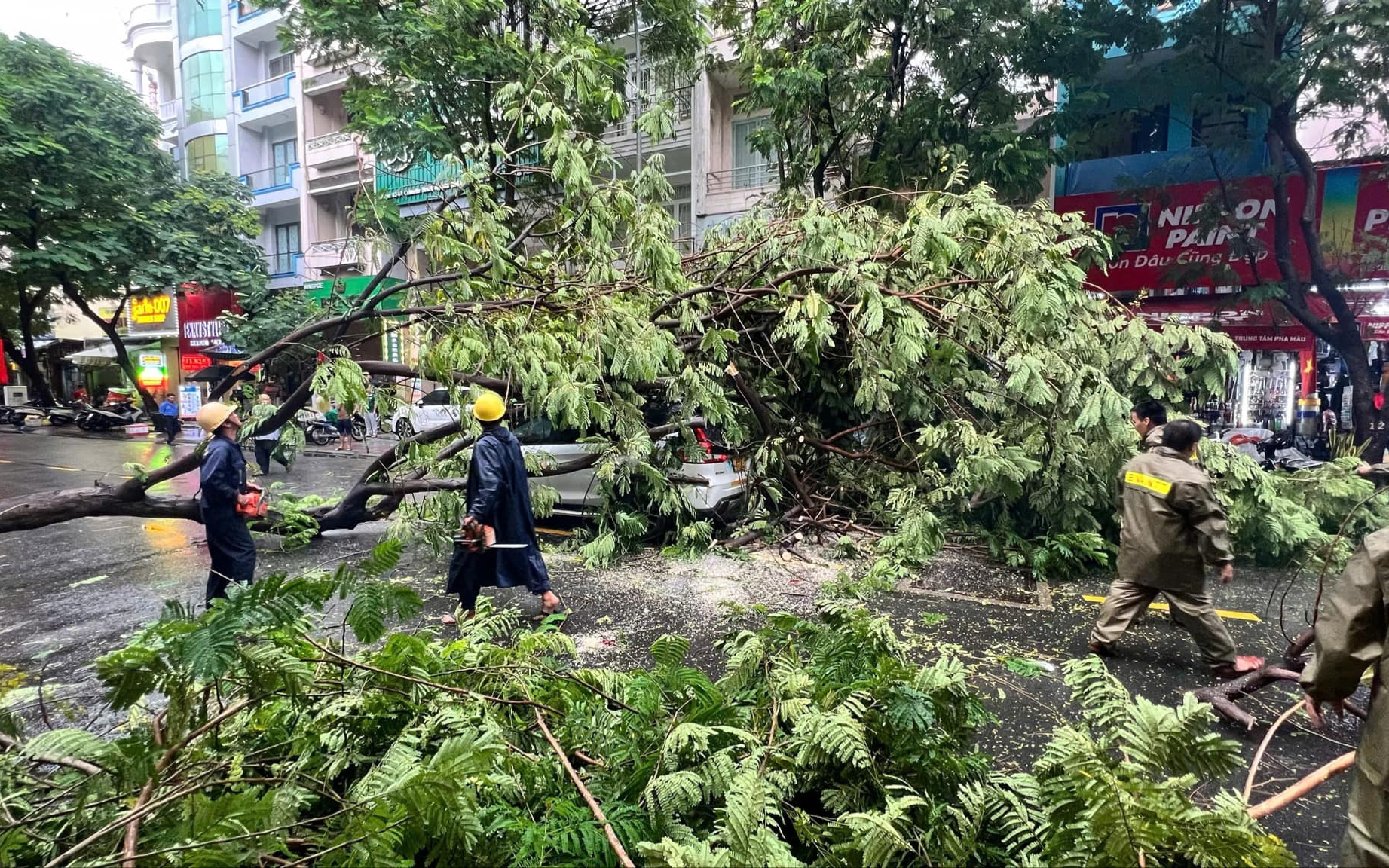 C&acirc;y xanh bật gốc đổ xuống đường, đ&egrave; tr&uacute;ng &ocirc; t&ocirc;, xe m&aacute;y tại TP.HCM