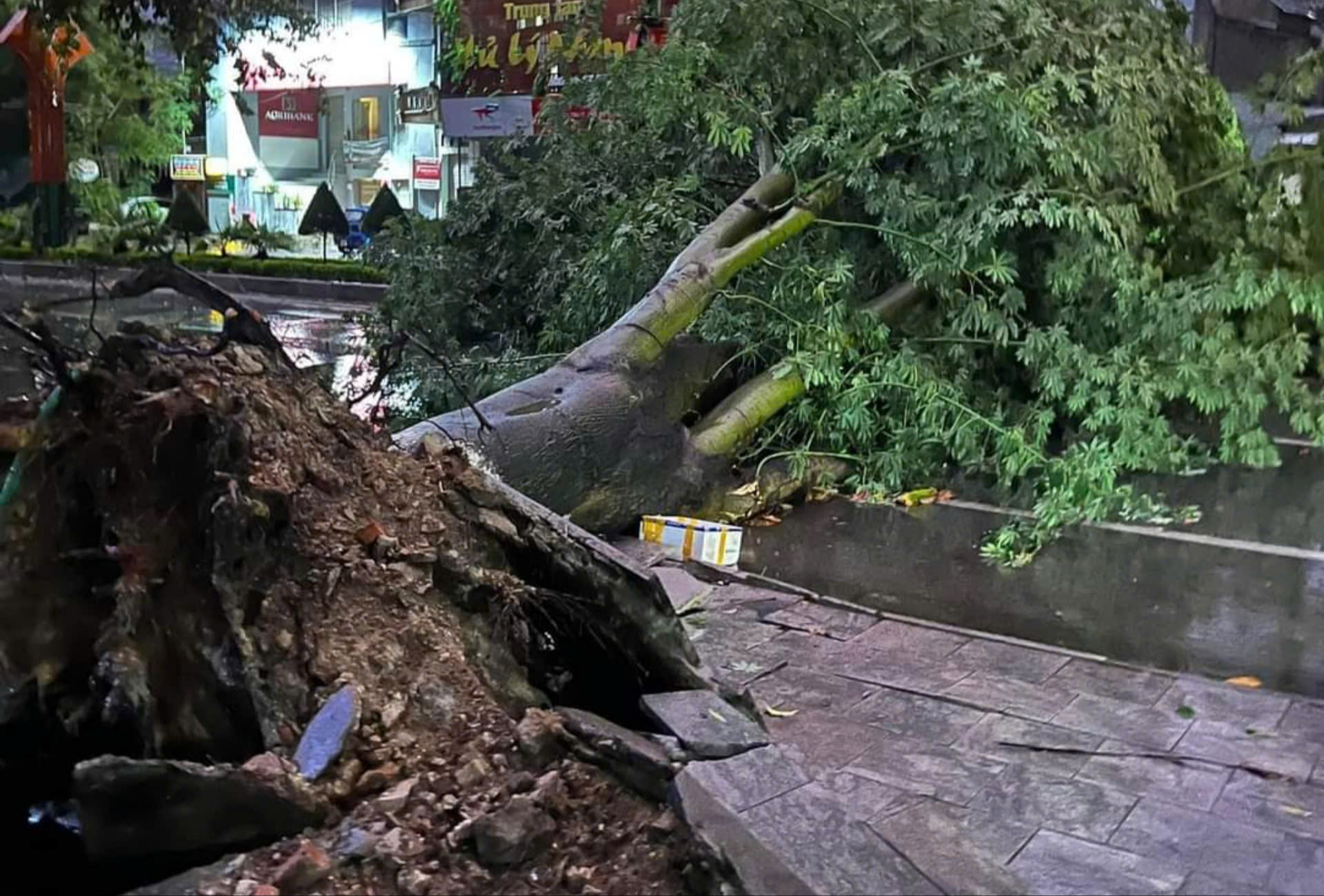 C&acirc;y xanh đổ đ&egrave; tr&uacute;ng người đi đường ở Thanh H&oacute;a trong cơn mưa lớn trước b&atilde;o số 3- Ảnh 1.