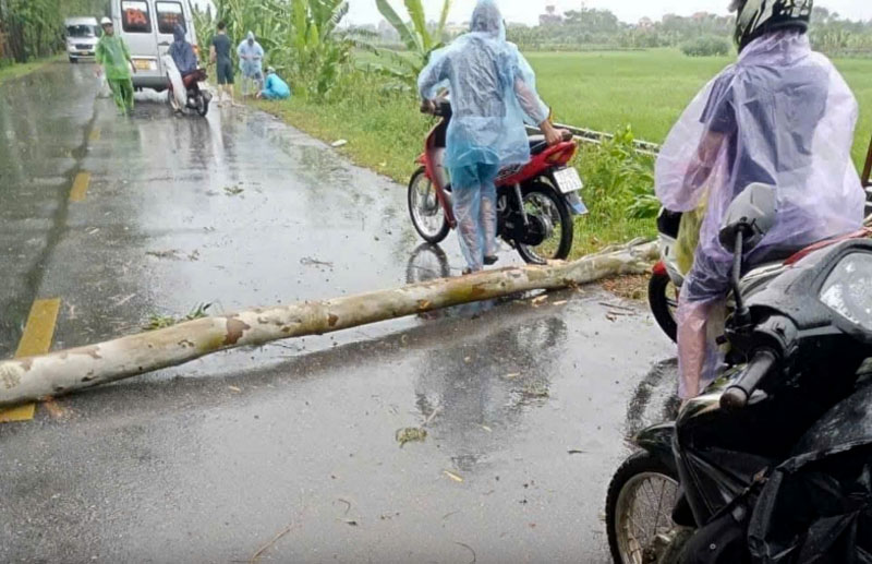 Do ảnh hưởng của cơn b&atilde;o số 3, c&acirc;y bạch đ&agrave;n b&ecirc;n đường tỉnh 392 bất ngờ đổ tr&uacute;ng người đ&agrave;n &ocirc;ng đang đi xe m&aacute;y tr&ecirc;n đường dẫn tới tử vong.