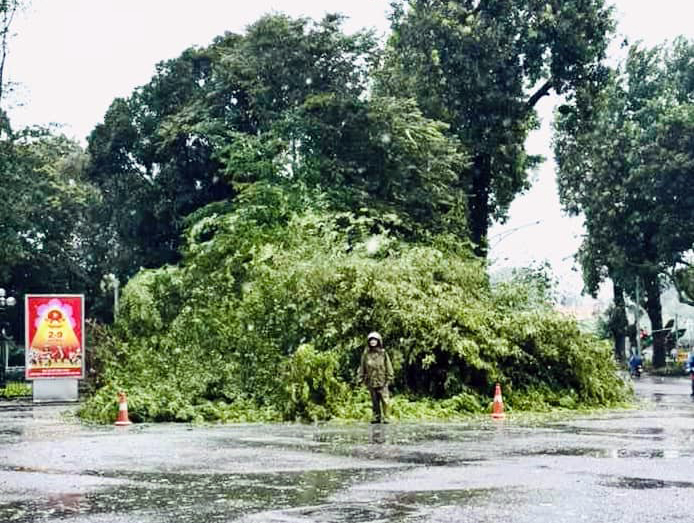 C&acirc;y đa b&ecirc;n đền B&agrave; Kiệu, c&acirc;y sưa ở cổng Bộ Ngoại giao bị b&atilde;o Yagi quật ng&atilde;- Ảnh 3.