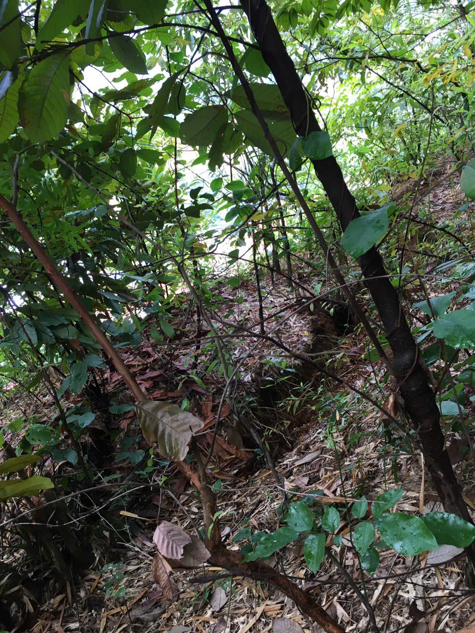 C&aacute;c tuyến quốc lộ ở miền n&uacute;i Thanh H&oacute;a bị sạt lở, nứt ta luy- Ảnh 2.