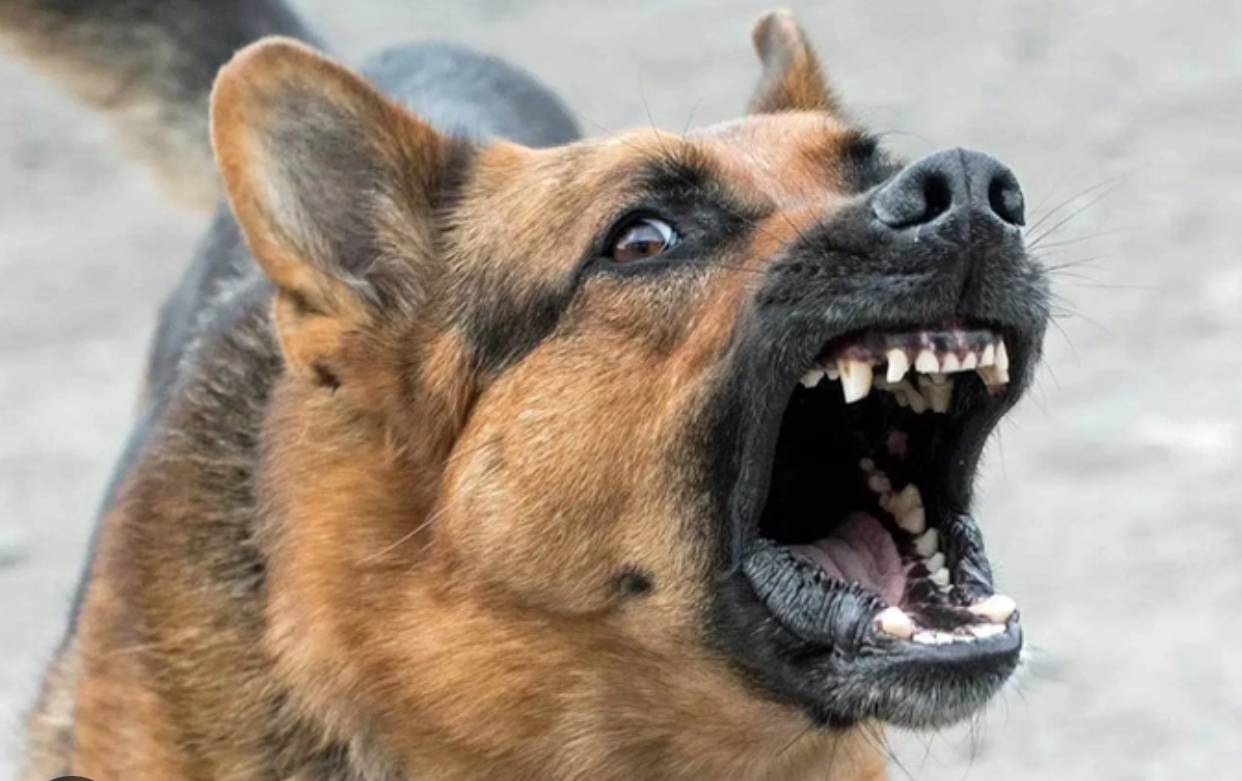 Bị ch&oacute; dại cắn, nữ c&ocirc;ng nh&acirc;n l&ograve; gạch tử vong- Ảnh 1.