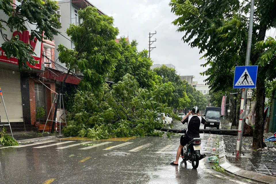 B&atilde;o số 3 Yagi đổ bộ: C&acirc;y đổ ngổn ngang, ngay trong mưa CSGT mang cưa, xe tải giải cứu- Ảnh 4.