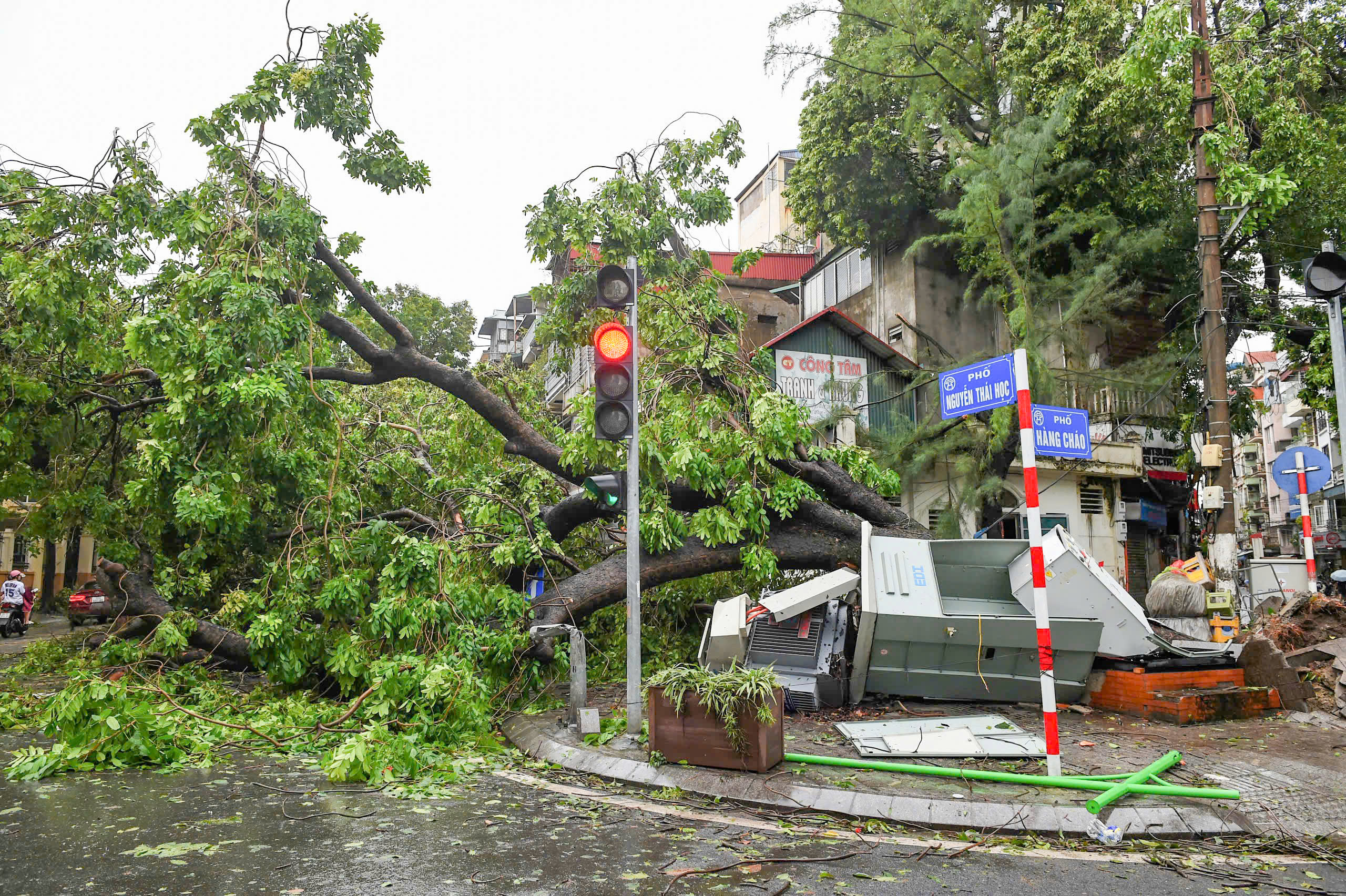 Chủ tịch TP H&agrave; Nội chỉ đạo xử l&yacute; c&acirc;y xanh qu&yacute; hiếm bị g&atilde;y, đổ do b&atilde;o- Ảnh 1.