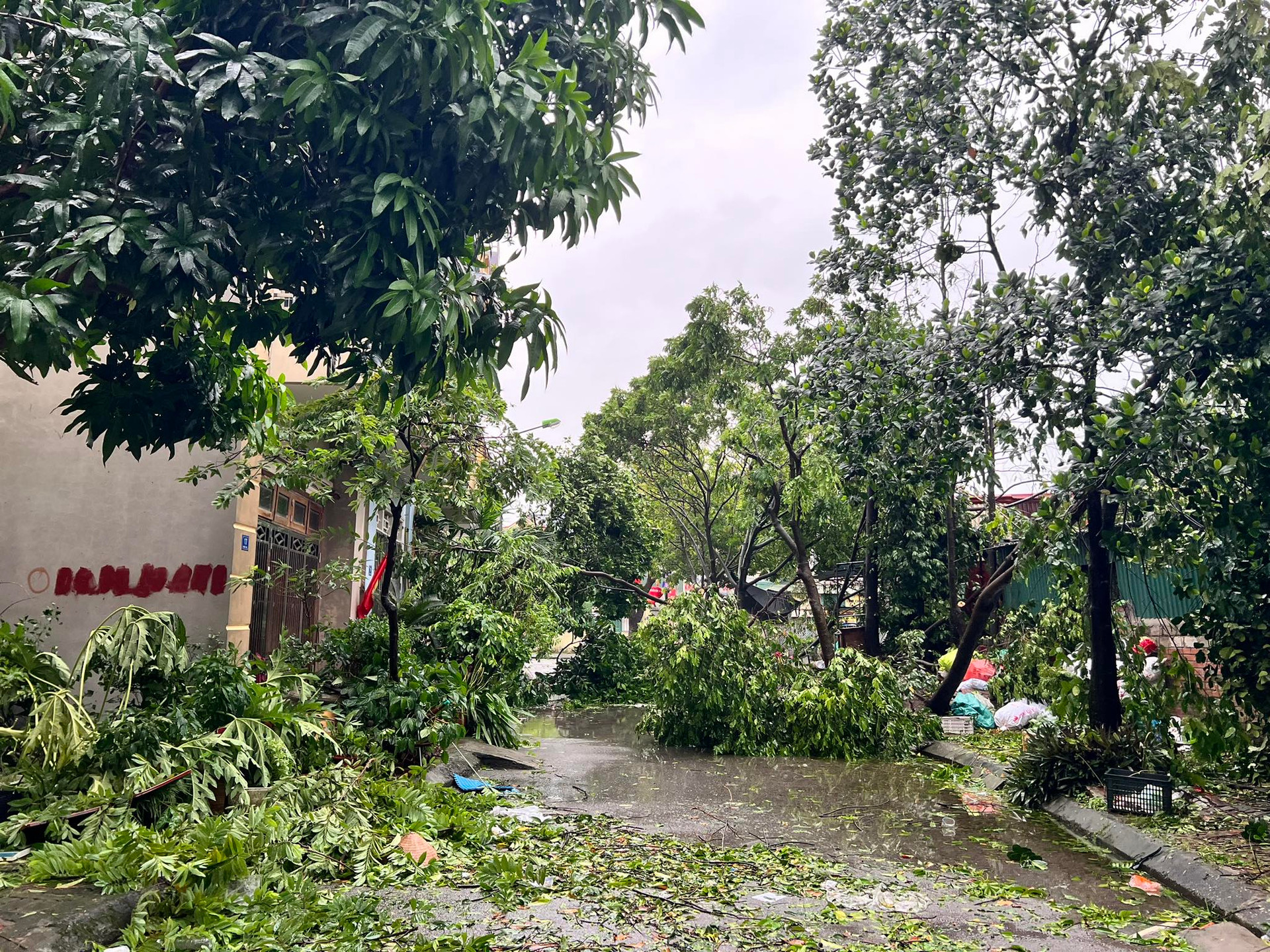 C&acirc;y đổ chắn k&iacute;n nhiều tuyến đường, người d&acirc;n Hải Dương xắn tay c&ugrave;ng giải tỏa- Ảnh 1.