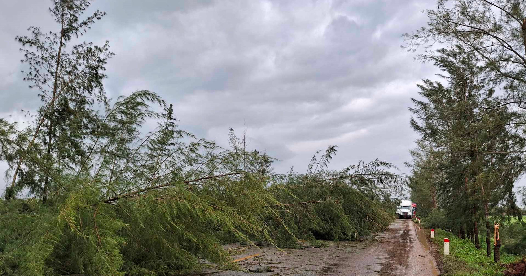 C&acirc;y đổ chắn k&iacute;n nhiều tuyến đường, người d&acirc;n Hải Dương xắn tay c&ugrave;ng giải tỏa- Ảnh 9.