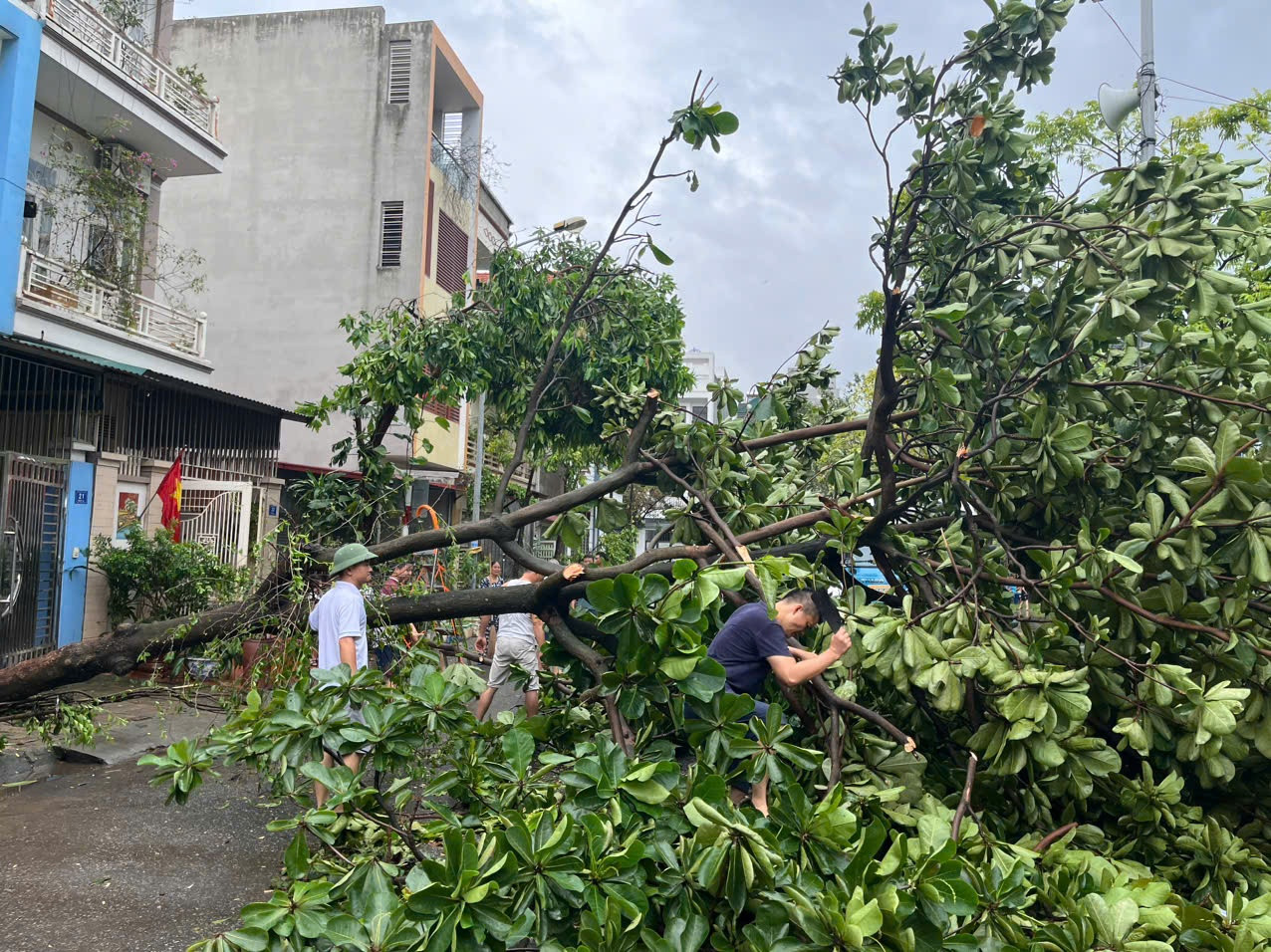 C&acirc;y đổ chắn k&iacute;n nhiều tuyến đường, người d&acirc;n Hải Dương xắn tay c&ugrave;ng giải tỏa- Ảnh 5.