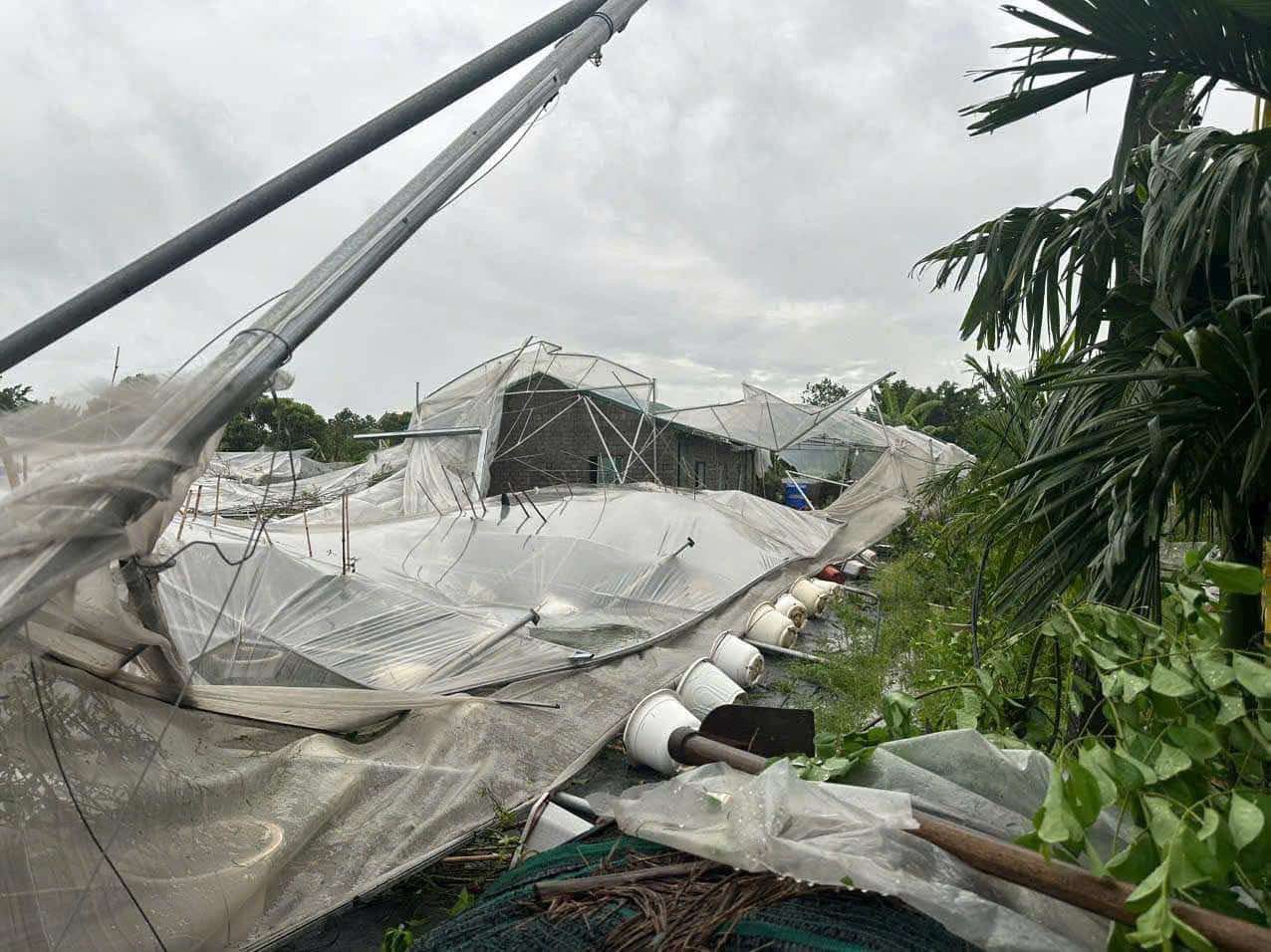 Nông dân "bay" tiền tỷ sau một đêm bão Yagi, rau xanh khan hàng, giá đắt gấp đôi- Ảnh 3. Nông dân "bay" tiền tỷ sau một đêm bão Yagi, rau xanh khan hàng, giá đắt gấp đôi- Ảnh 3.