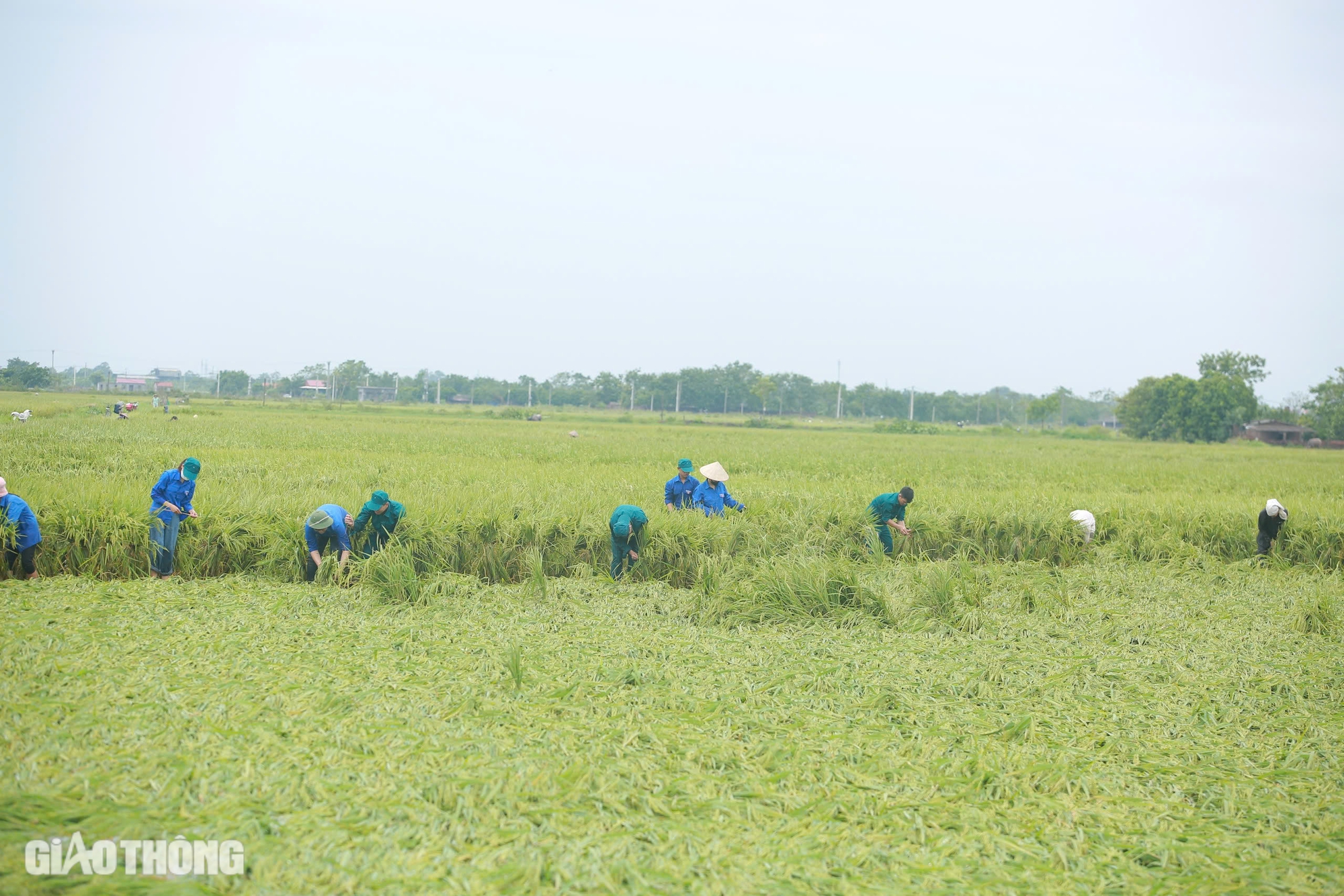 Người đổ ra đồng cứu hơn 170ha l&uacute;a ở H&agrave; Nội bị đổ rạp, ngập s&acirc;u sau b&atilde;o số 3- Ảnh 1.