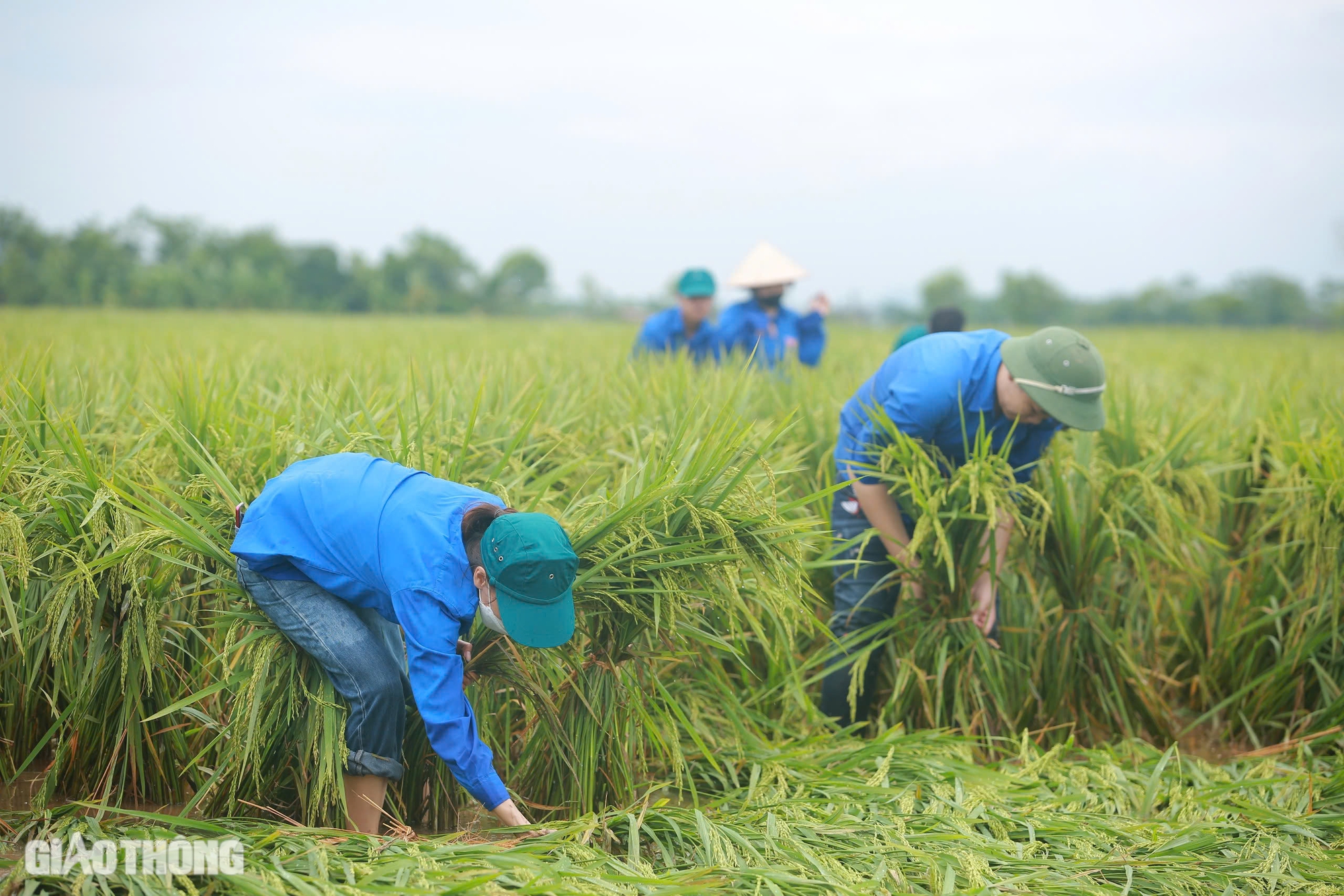 Người đổ ra đồng cứu hơn 170ha l&uacute;a ở H&agrave; Nội bị đổ rạp, ngập s&acirc;u sau b&atilde;o số 3- Ảnh 2.