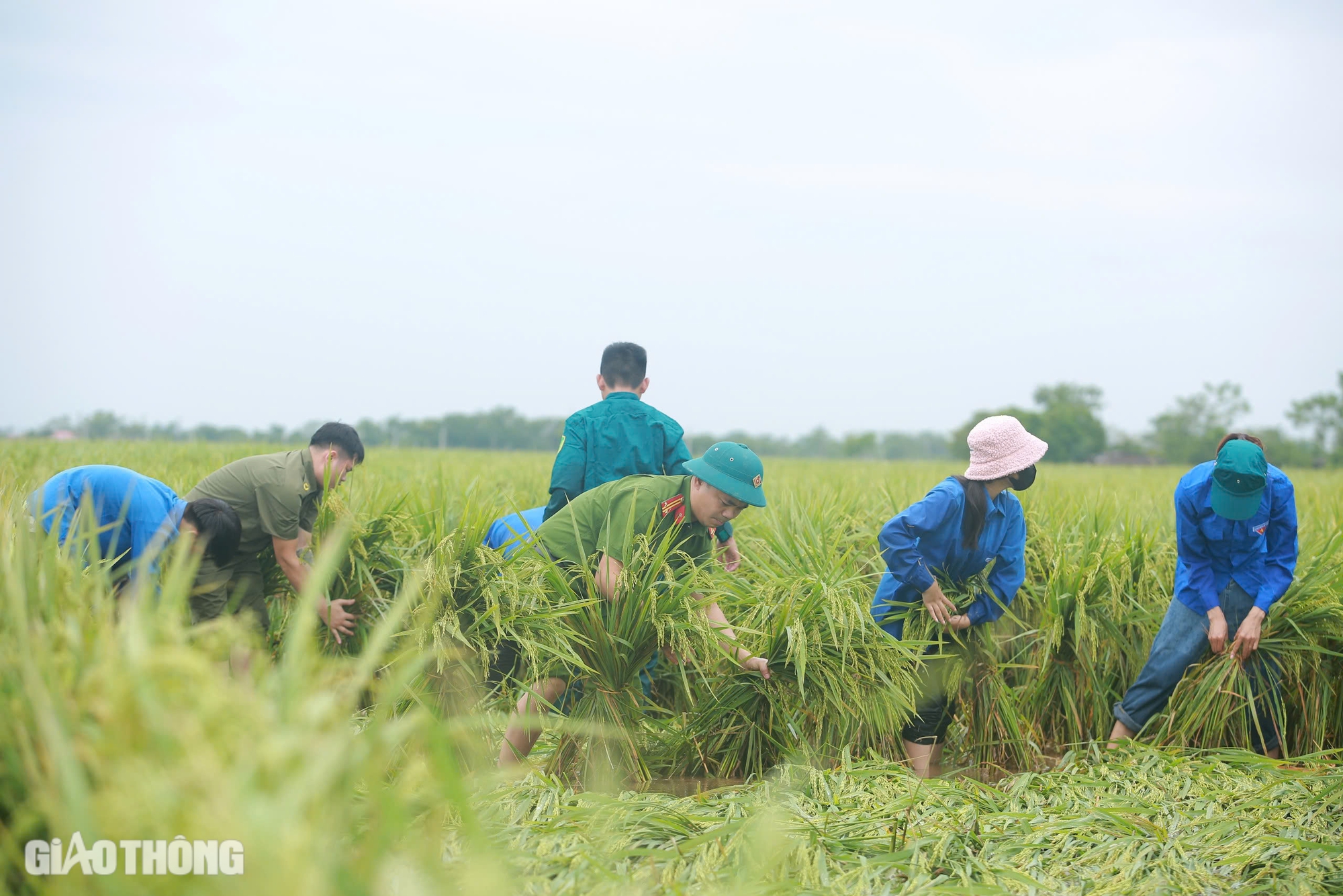 Người đổ ra đồng cứu hơn 170ha l&uacute;a ở H&agrave; Nội bị đổ rạp, ngập s&acirc;u sau b&atilde;o số 3- Ảnh 5.