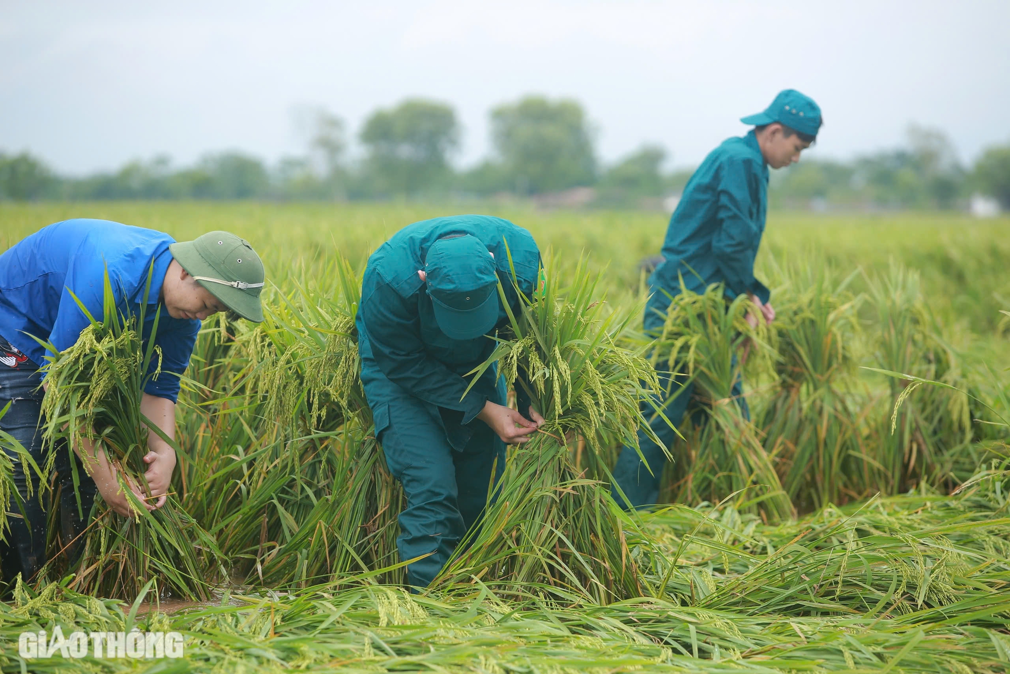 Người đổ ra đồng cứu hơn 170ha l&uacute;a ở H&agrave; Nội bị đổ rạp, ngập s&acirc;u sau b&atilde;o số 3- Ảnh 6.
