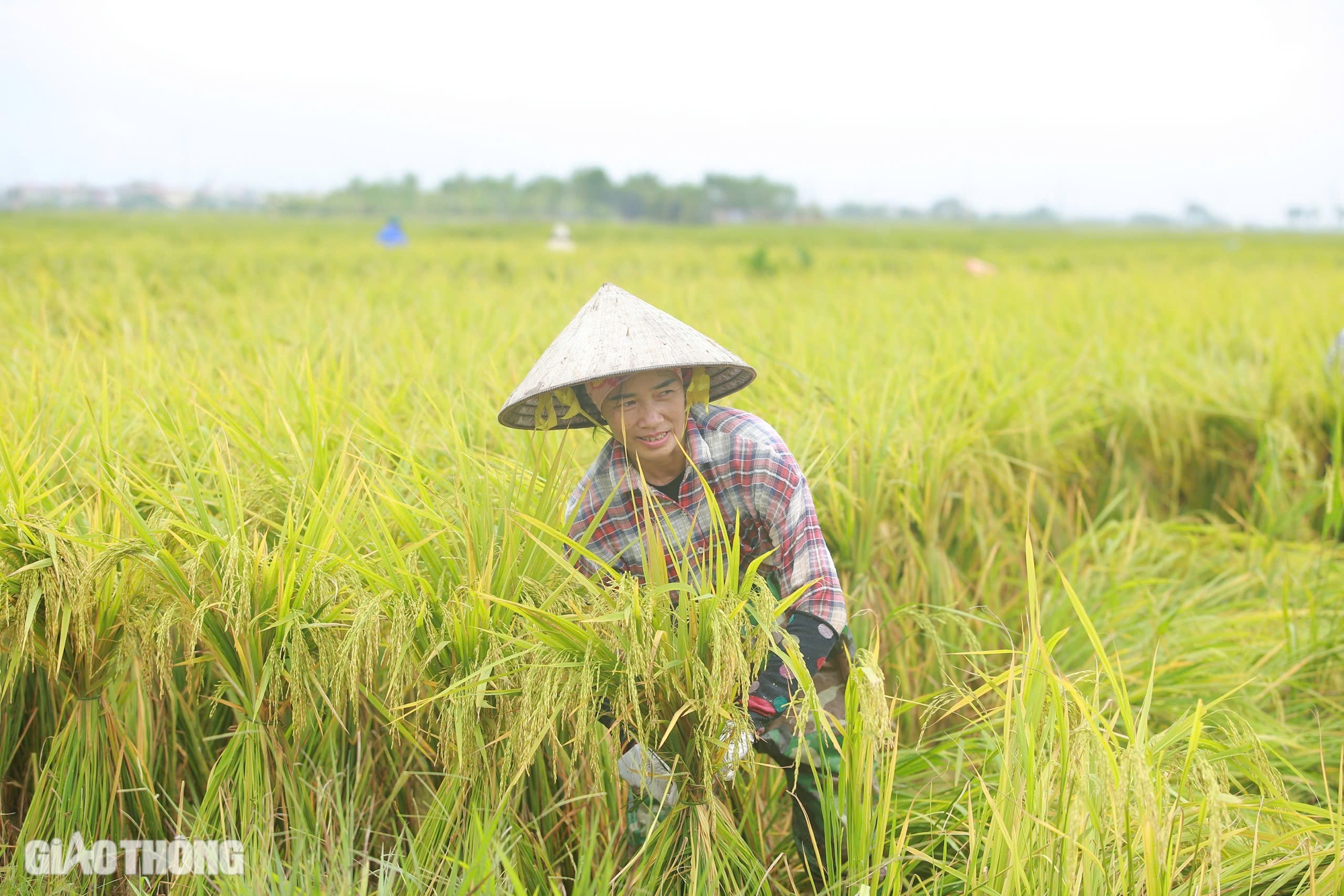 Người đổ ra đồng cứu hơn 170ha l&uacute;a ở H&agrave; Nội bị đổ rạp, ngập s&acirc;u sau b&atilde;o số 3- Ảnh 8.