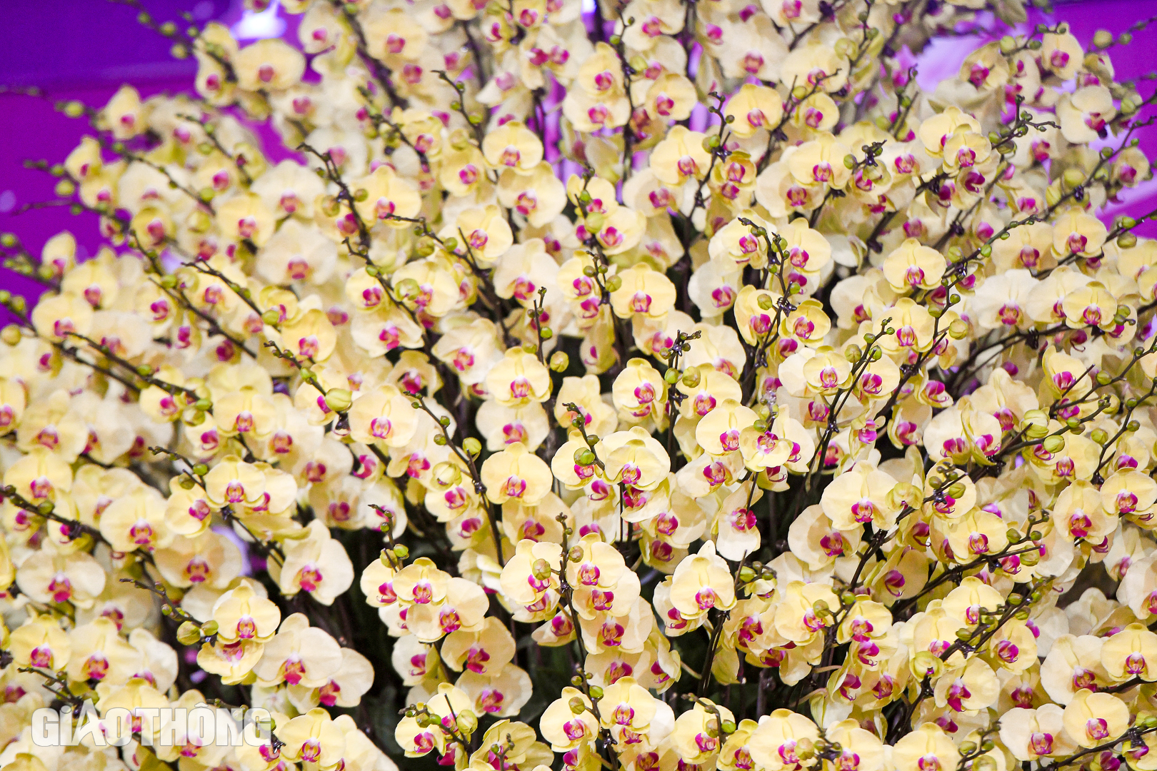 Cận cảnh chậu lan hồ điệp dát 20 lượng vàng, giá gần 4 tỷ đồng ở Hà Nội- Ảnh 3. Cận cảnh chậu lan hồ điệp dát 20 lượng vàng, giá gần 4 tỷ đồng ở Hà Nội- Ảnh 3.