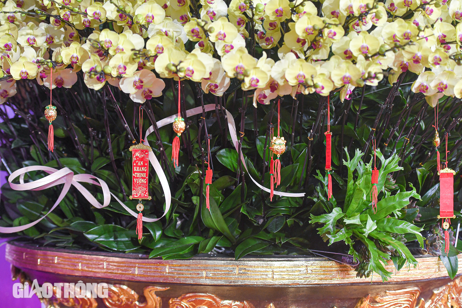 Cận cảnh chậu lan hồ điệp dát 20 lượng vàng, giá gần 4 tỷ đồng ở Hà Nội- Ảnh 7. Cận cảnh chậu lan hồ điệp dát 20 lượng vàng, giá gần 4 tỷ đồng ở Hà Nội- Ảnh 7.