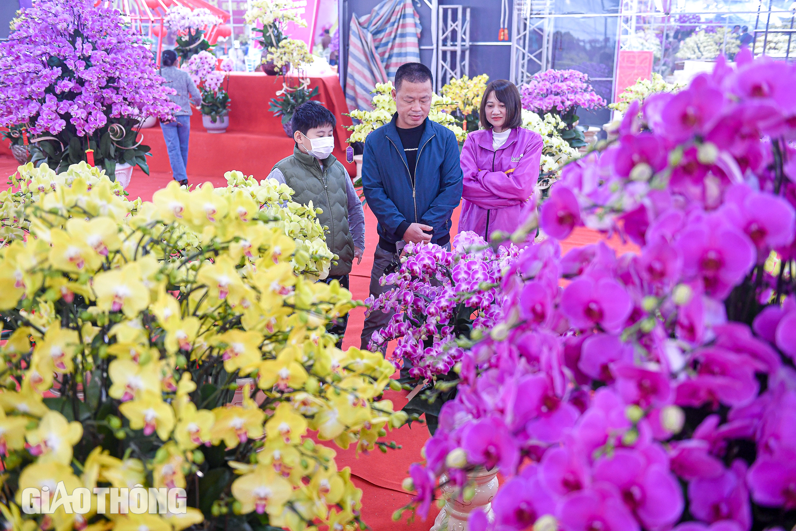 Cận cảnh chậu lan hồ điệp dát 20 lượng vàng, giá gần 4 tỷ đồng ở Hà Nội- Ảnh 10. Cận cảnh chậu lan hồ điệp dát 20 lượng vàng, giá gần 4 tỷ đồng ở Hà Nội- Ảnh 10.