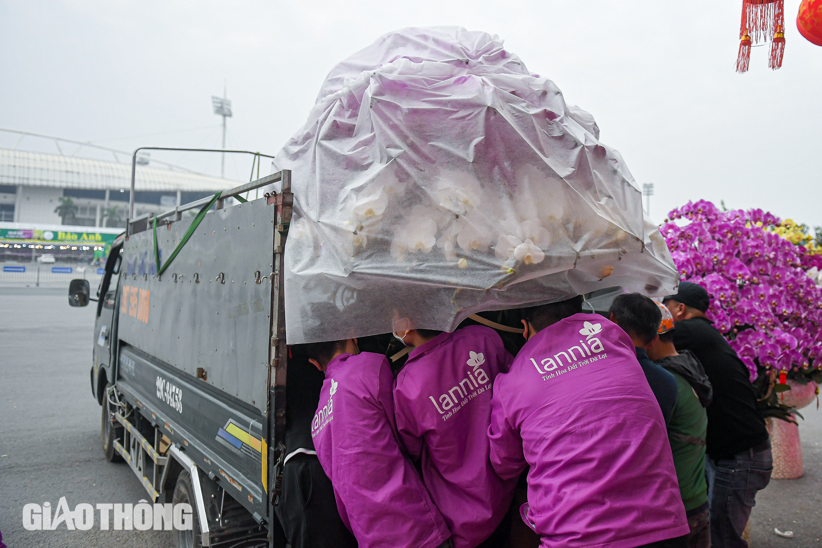 Cận cảnh chậu lan hồ điệp dát 20 lượng vàng, giá gần 4 tỷ đồng ở Hà Nội- Ảnh 11. Cận cảnh chậu lan hồ điệp dát 20 lượng vàng, giá gần 4 tỷ đồng ở Hà Nội- Ảnh 11.