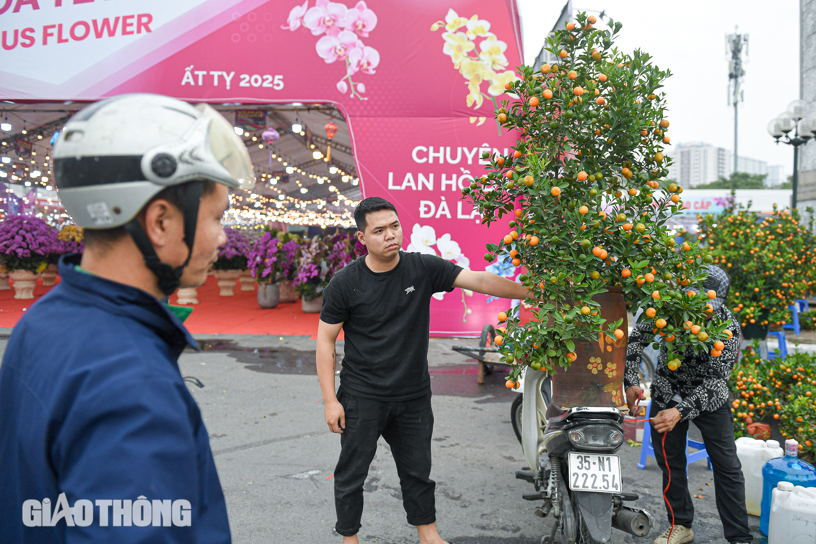 Cận cảnh chậu lan hồ điệp dát 20 lượng vàng, giá gần 4 tỷ đồng ở Hà Nội- Ảnh 14. Cận cảnh chậu lan hồ điệp dát 20 lượng vàng, giá gần 4 tỷ đồng ở Hà Nội- Ảnh 14.