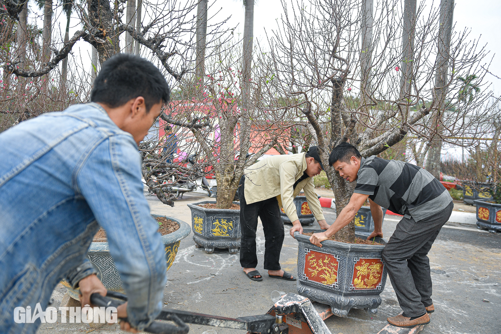Cận cảnh chậu lan hồ điệp dát 20 lượng vàng, giá gần 4 tỷ đồng ở Hà Nội- Ảnh 13. Cận cảnh chậu lan hồ điệp dát 20 lượng vàng, giá gần 4 tỷ đồng ở Hà Nội- Ảnh 13.