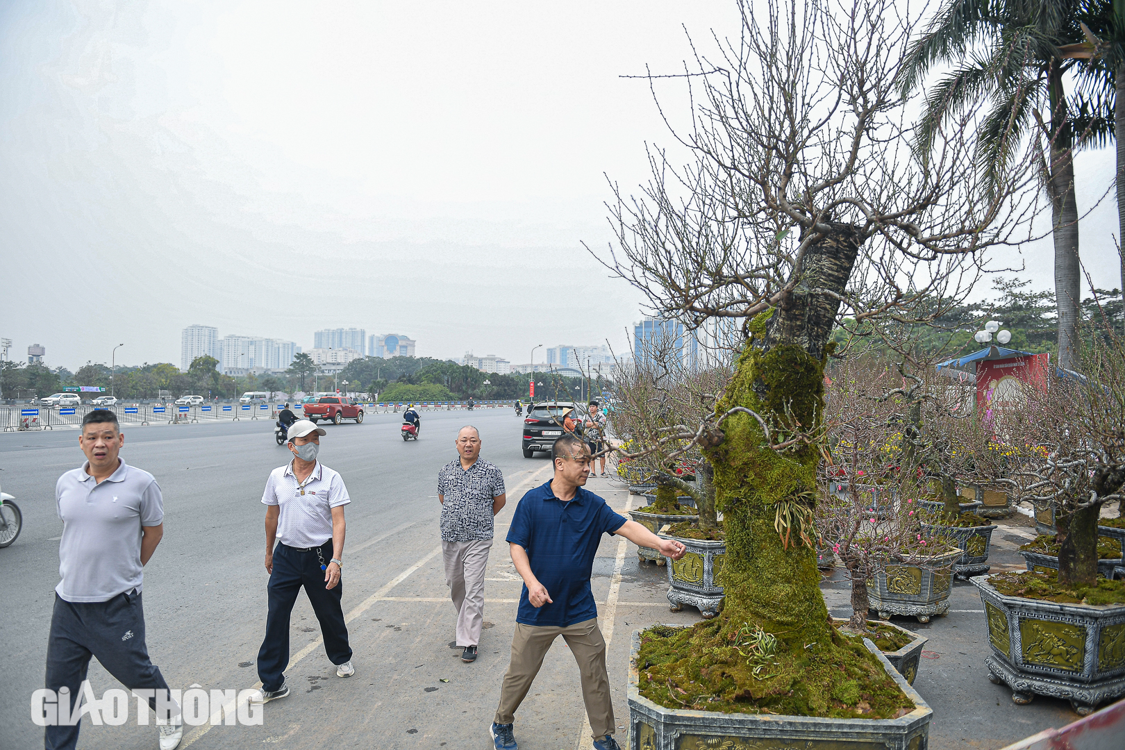 Cận cảnh chậu lan hồ điệp dát 20 lượng vàng, giá gần 4 tỷ đồng ở Hà Nội- Ảnh 12. Cận cảnh chậu lan hồ điệp dát 20 lượng vàng, giá gần 4 tỷ đồng ở Hà Nội- Ảnh 12.