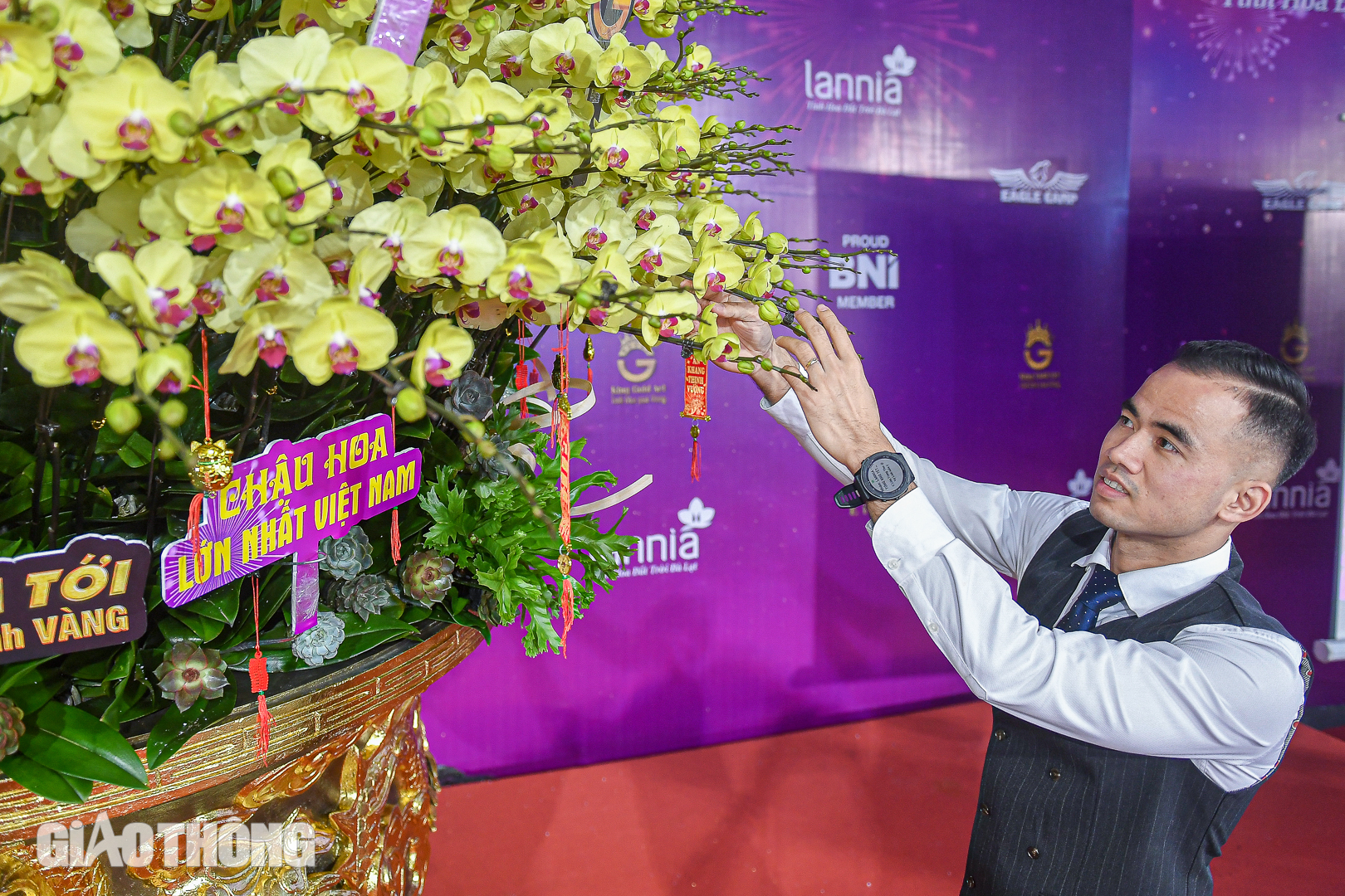 Cận cảnh chậu lan hồ điệp dát 20 lượng vàng, giá gần 4 tỷ đồng ở Hà Nội- Ảnh 5. Cận cảnh chậu lan hồ điệp dát 20 lượng vàng, giá gần 4 tỷ đồng ở Hà Nội- Ảnh 5.