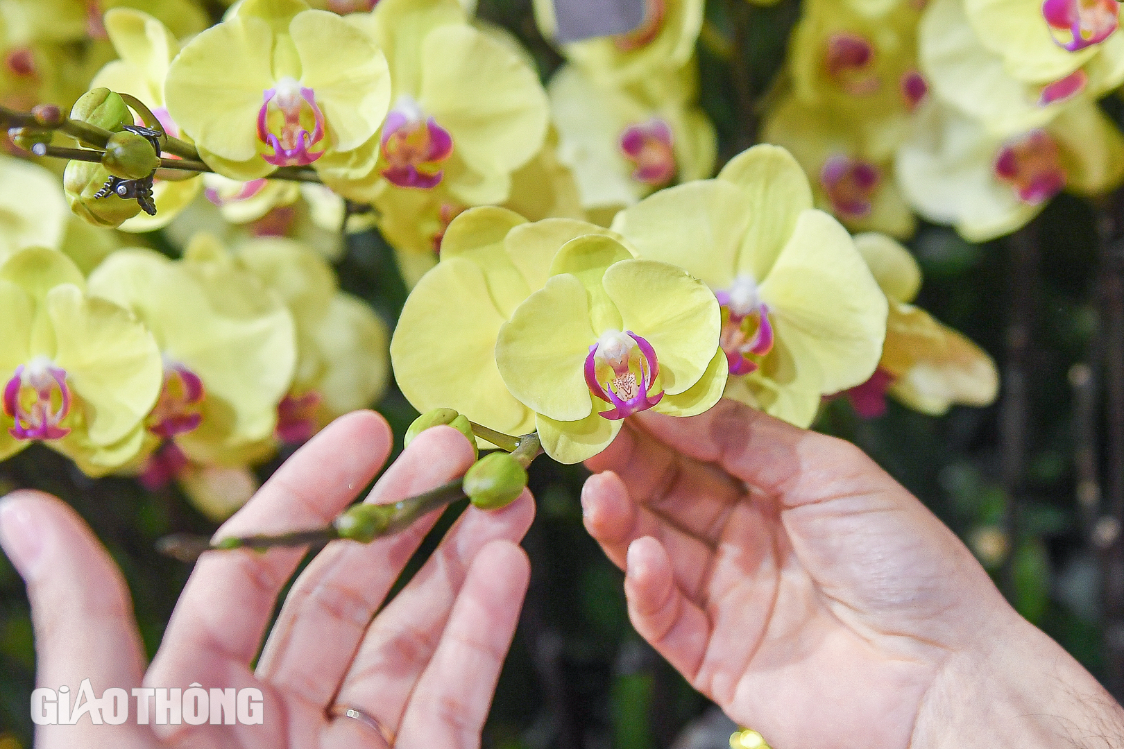 Cận cảnh chậu lan hồ điệp dát 20 lượng vàng, giá gần 4 tỷ đồng ở Hà Nội- Ảnh 4. Cận cảnh chậu lan hồ điệp dát 20 lượng vàng, giá gần 4 tỷ đồng ở Hà Nội- Ảnh 4.