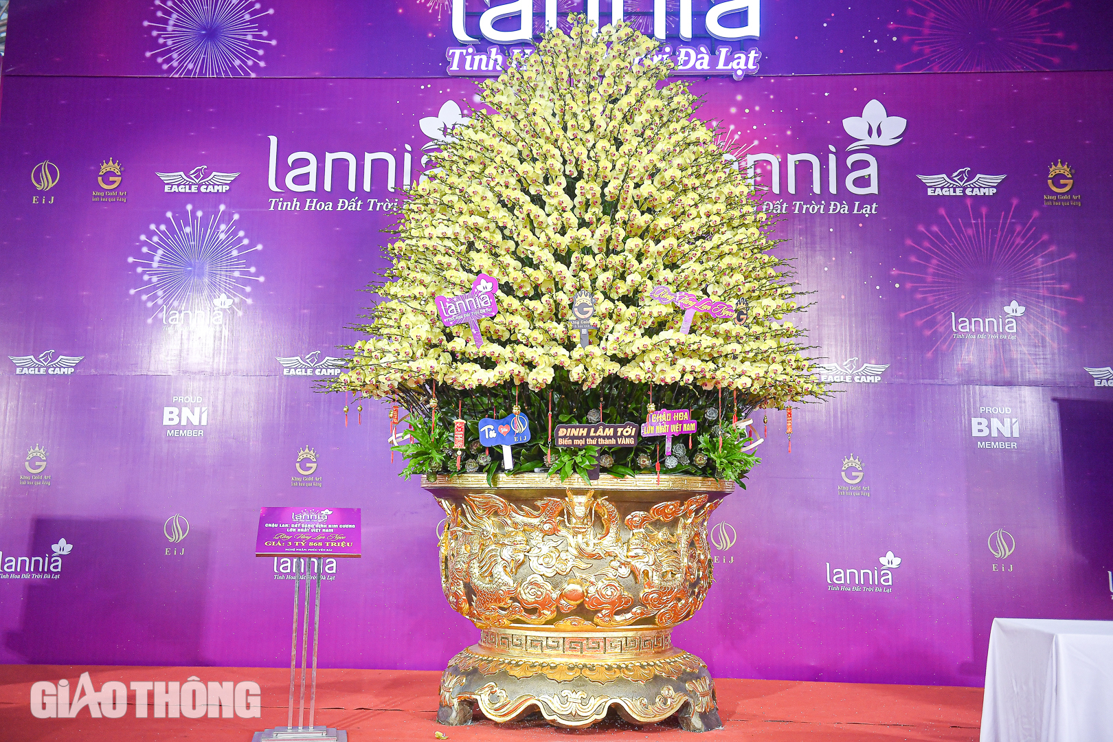 Cận cảnh chậu lan hồ điệp dát 20 lượng vàng, giá gần 4 tỷ đồng ở Hà Nội- Ảnh 2. Cận cảnh chậu lan hồ điệp dát 20 lượng vàng, giá gần 4 tỷ đồng ở Hà Nội- Ảnh 2.