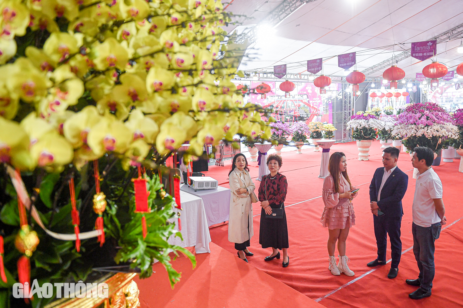 Cận cảnh chậu lan hồ điệp dát 20 lượng vàng, giá gần 4 tỷ đồng ở Hà Nội- Ảnh 9. Cận cảnh chậu lan hồ điệp dát 20 lượng vàng, giá gần 4 tỷ đồng ở Hà Nội- Ảnh 9.