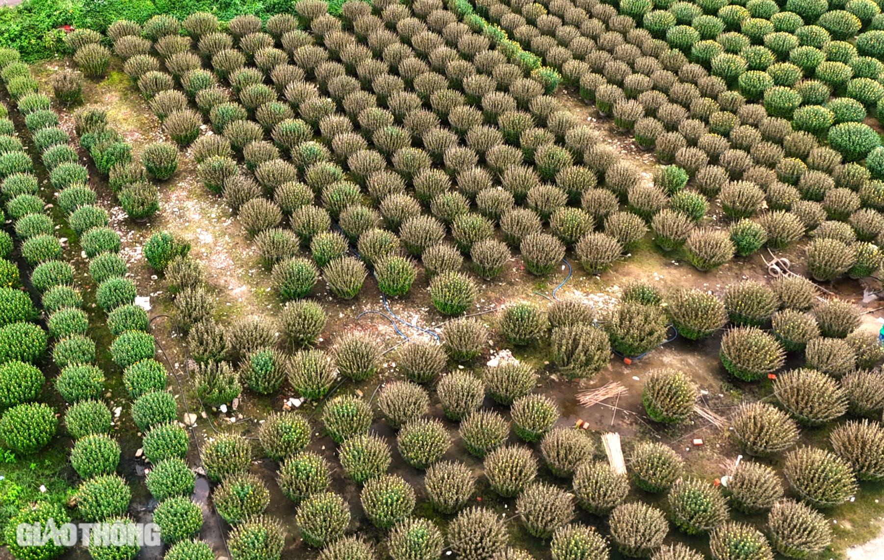 B&igrave;nh Định: H&agrave;ng trăm chậu c&uacute;c chết bất thường ngay trước Tết, người d&acirc;n kh&oacute;c r&ograve;ng- Ảnh 7.