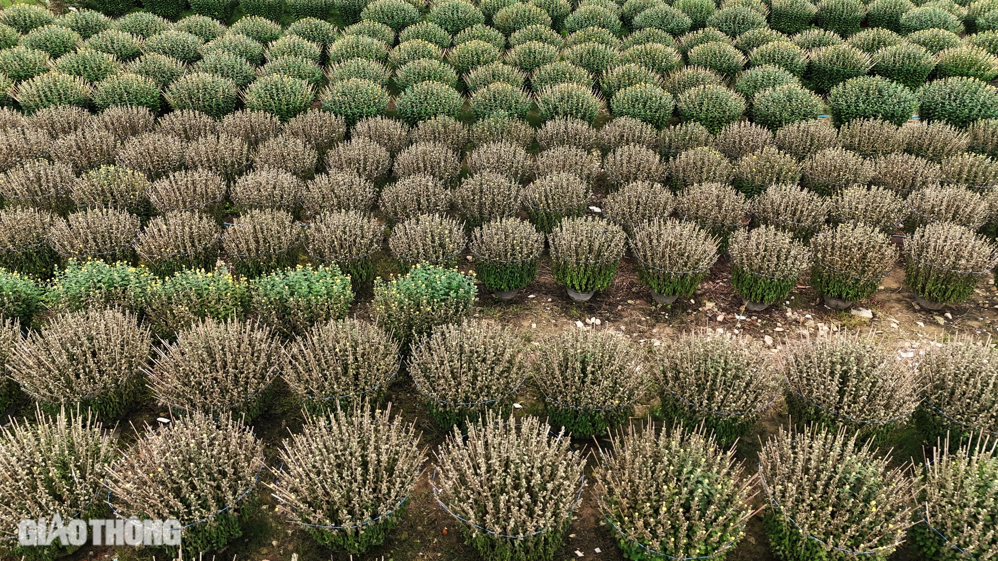 B&igrave;nh Định: H&agrave;ng trăm chậu c&uacute;c chết bất thường ngay trước Tết, người d&acirc;n kh&oacute;c r&ograve;ng- Ảnh 2.