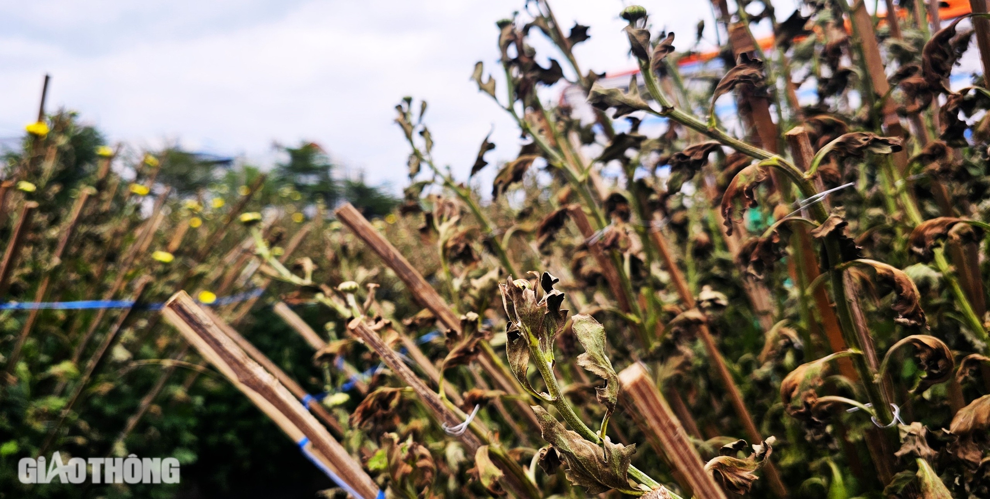 B&igrave;nh Định: H&agrave;ng trăm chậu c&uacute;c chết bất thường ngay trước Tết, người d&acirc;n kh&oacute;c r&ograve;ng- Ảnh 6.