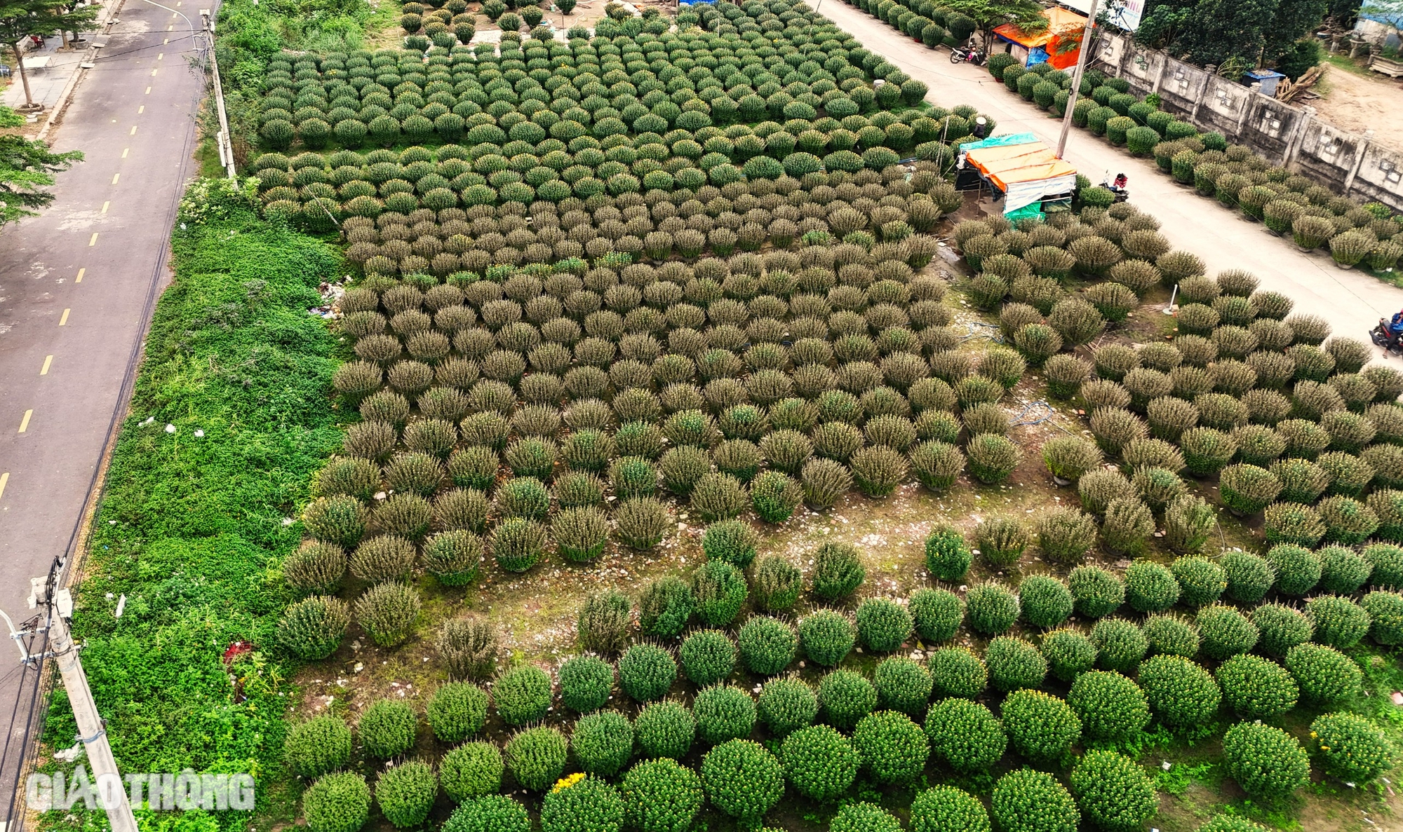 B&igrave;nh Định: H&agrave;ng trăm chậu c&uacute;c chết bất thường ngay trước Tết, người d&acirc;n kh&oacute;c r&ograve;ng- Ảnh 5.