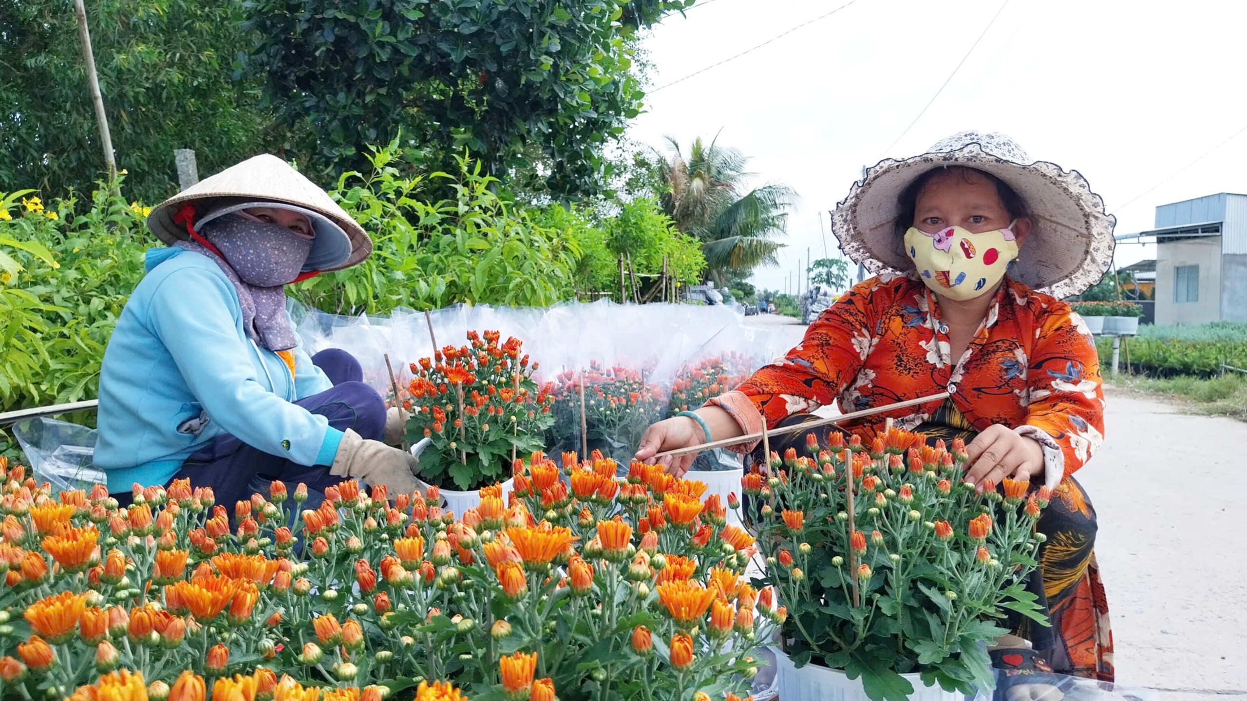 Làng hoa Sa Đéc rộn ràng đón xuân- Ảnh 3. Làng hoa Sa Đéc rộn ràng đón xuân- Ảnh 3.