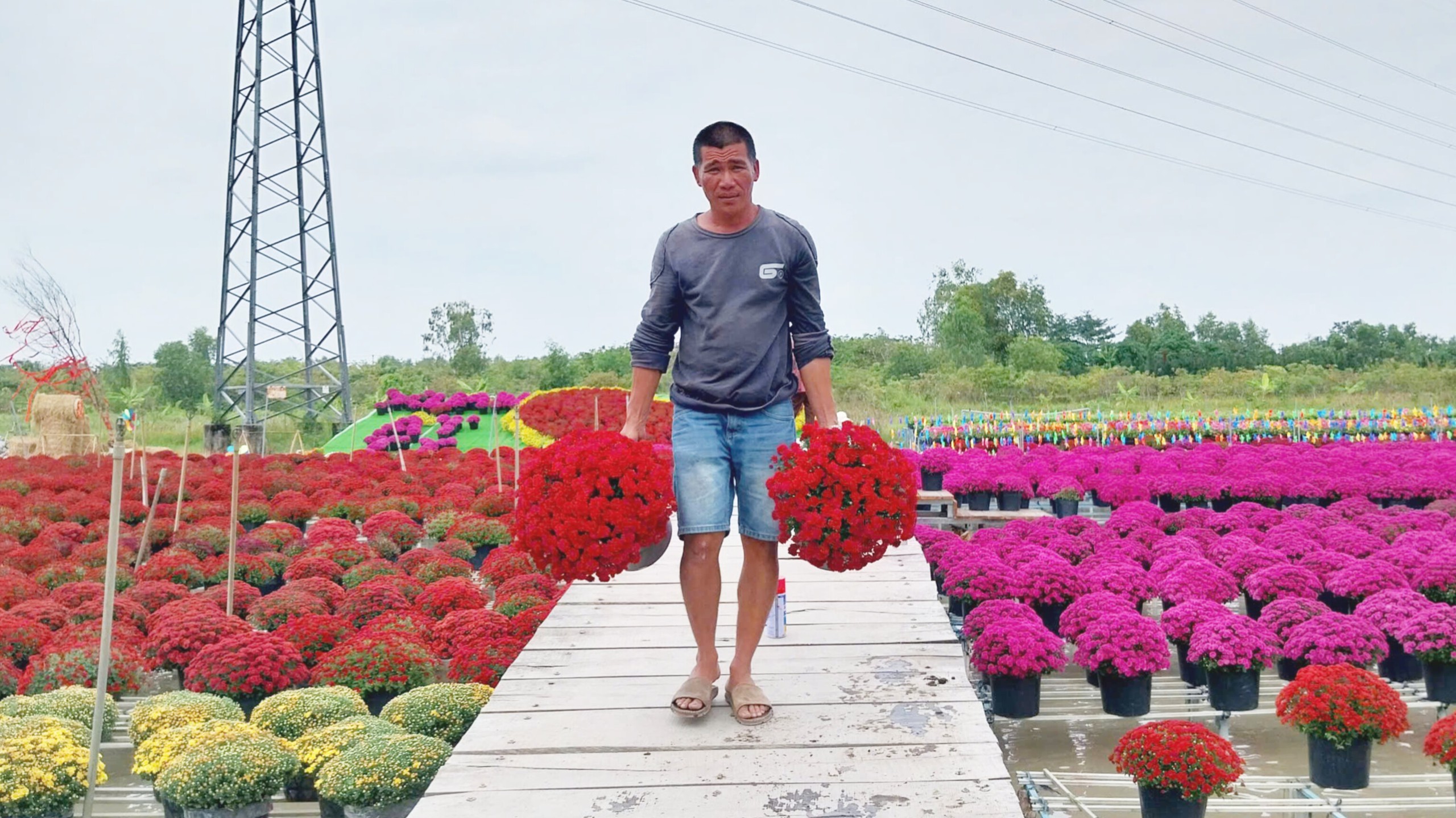 Làng hoa Sa Đéc rộn ràng đón xuân- Ảnh 6. Làng hoa Sa Đéc rộn ràng đón xuân- Ảnh 6.